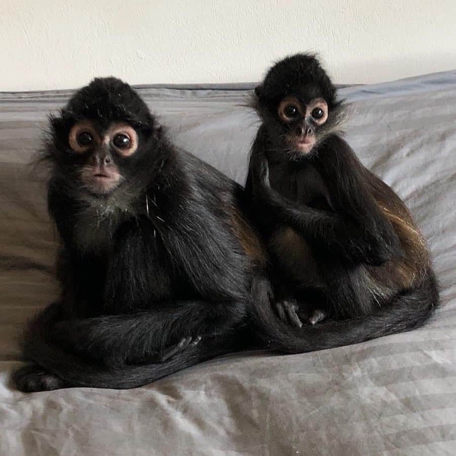 Black Jaguar-White Tiger さんのインスタグラム写真 - (Black Jaguar-White Tiger Instagram)「One of my favorite pictures...」3月22日 23時34分 - blackjaguarwhitetiger