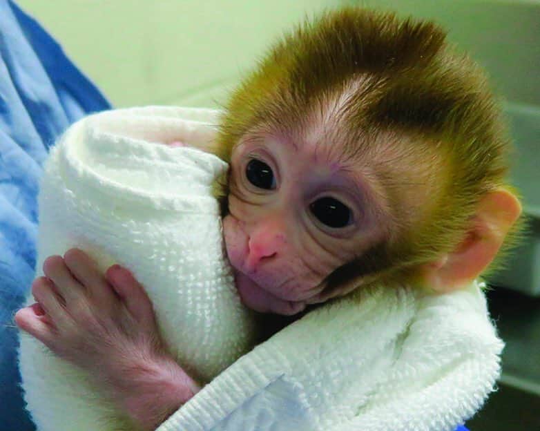 NBC Newsさんのインスタグラム写真 - (NBC NewsInstagram)「A #baby #monkey named Grady was born from experimental #technology that aims to help young #boys undergoing #cancer treatment preserve their future #fertility. Click the link in our bio for more on this groundbreaking effort. . 📷 Oregon Health and Science University / @apnews」3月22日 23時38分 - nbcnews