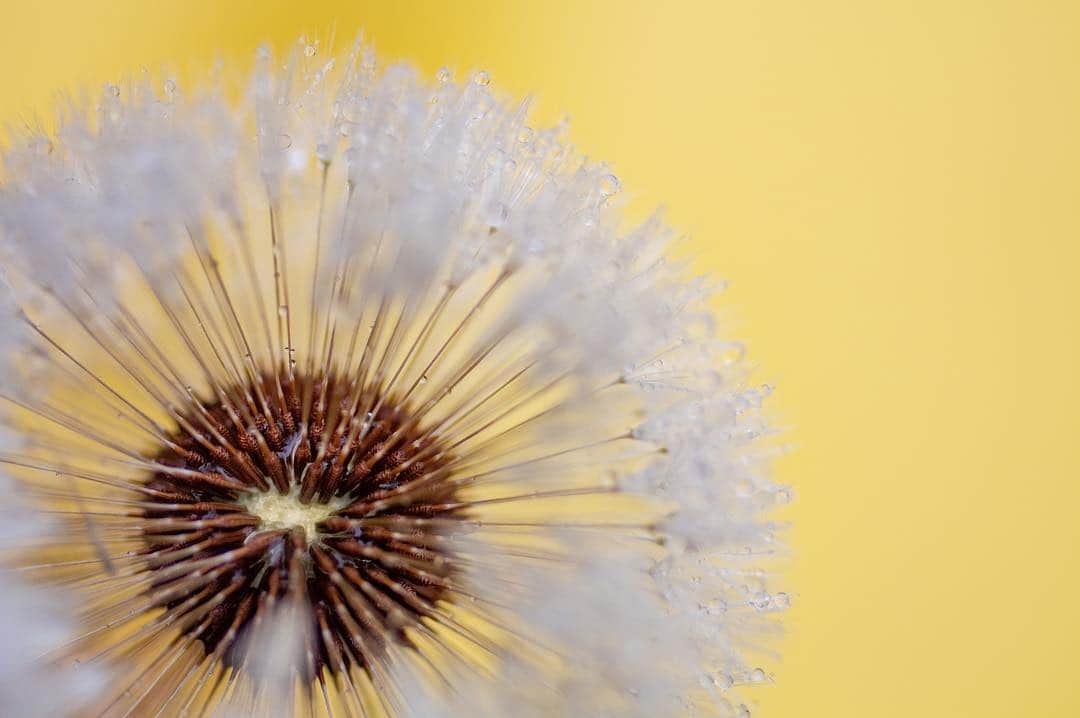 NikonUSAさんのインスタグラム写真 - (NikonUSAInstagram)「Have you been following along with our #macrophotography challenge this month? @lostconcept.vtm shot this dandelion with the D3400 and AF-S DX Micro-NIKKOR 40mm f/2.8G lens. Share your macrophotography with us using #NikonNoFilter! #macro_vision #macro_mood #macro #macrophoto #D3400」3月22日 23時39分 - nikonusa