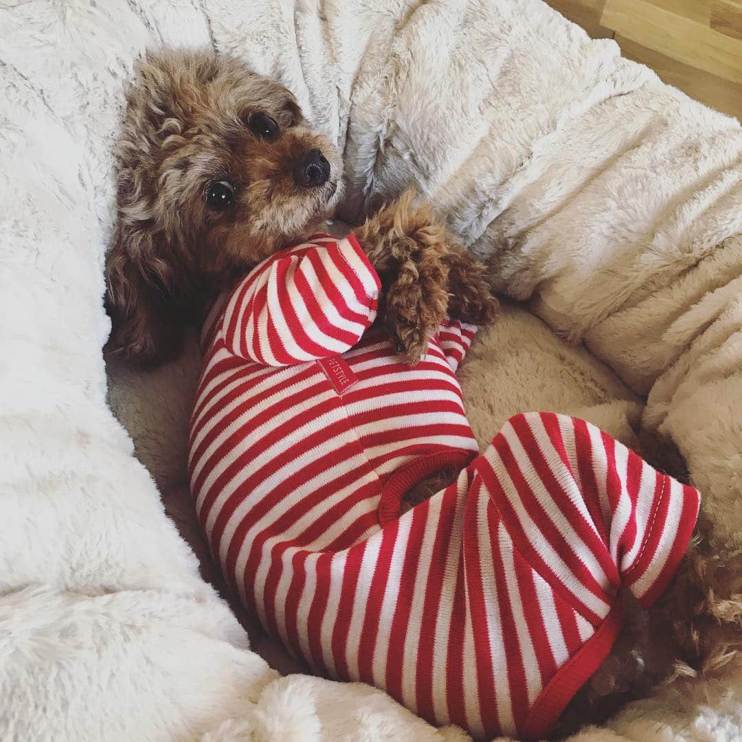 石川龍のインスタグラム：「赤ボーダー。 #トイプードルの女の子  #トイプードル #toypoodle  #まめきち #kirkland」