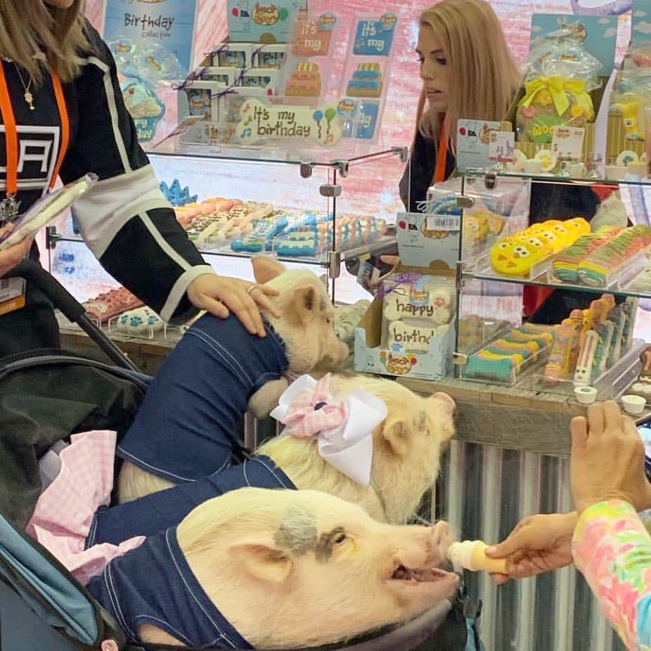 Priscilla and Poppletonさんのインスタグラム写真 - (Priscilla and PoppletonInstagram)「Well, Penn got to go to Orlando after all. Pop and I snuck away for a day to attend @globalpetexpo where retailers showcase everything a pet could need under one roof. From pet food, to apparel, strollers, toys, beds, pens, etc., if your pet could use it, it’s here. Our first stop, of course was a snack booth. We all ended up choosing yummy, ice-cream cones, but swipe to see the selection process. Penn wanted to come along to give his two Cheerios worth. These ice-cream cones get four hooves up from all of us!🐷💕🍦 . We will be posting more so check back, and be sure to follow our stories today for more of our fav’s. And a huge snout out to @sparklesthediva for inviting us to attend and so graciously putting up with the pigarazzi.📸🐷🐷🐷🐶#globalpetexpo #orlando #springbreak #boscoandroxys #PiggyPenn #PrissyandPop」3月22日 23時54分 - prissy_pig