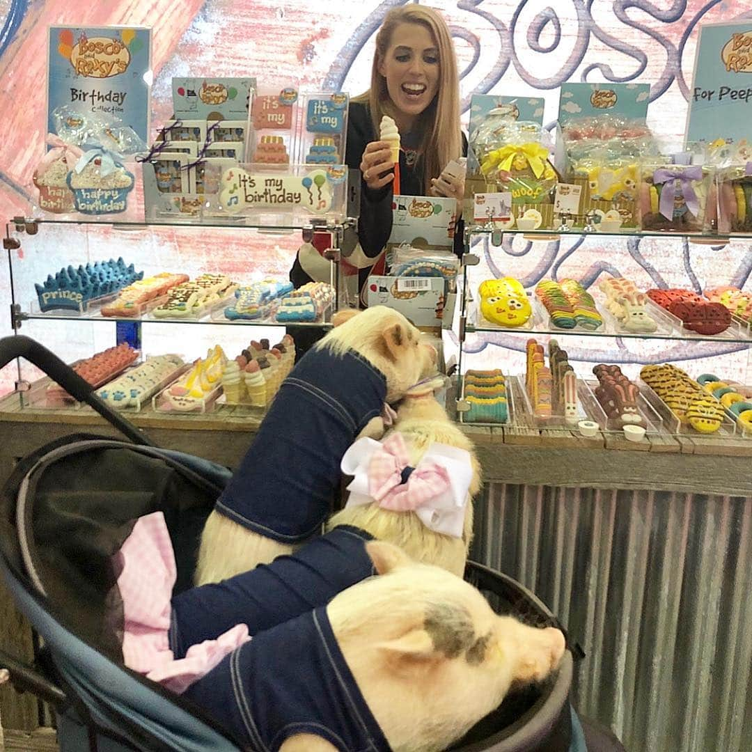 Priscilla and Poppletonさんのインスタグラム写真 - (Priscilla and PoppletonInstagram)「Well, Penn got to go to Orlando after all. Pop and I snuck away for a day to attend @globalpetexpo where retailers showcase everything a pet could need under one roof. From pet food, to apparel, strollers, toys, beds, pens, etc., if your pet could use it, it’s here. Our first stop, of course was a snack booth. We all ended up choosing yummy, ice-cream cones, but swipe to see the selection process. Penn wanted to come along to give his two Cheerios worth. These ice-cream cones get four hooves up from all of us!🐷💕🍦 . We will be posting more so check back, and be sure to follow our stories today for more of our fav’s. And a huge snout out to @sparklesthediva for inviting us to attend and so graciously putting up with the pigarazzi.📸🐷🐷🐷🐶#globalpetexpo #orlando #springbreak #boscoandroxys #PiggyPenn #PrissyandPop」3月22日 23時54分 - prissy_pig