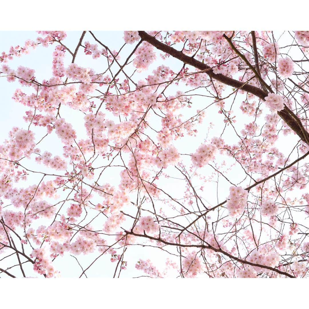 palomaparrotのインスタグラム：「Oh hello spring,i’ve been waiting for you🌸」