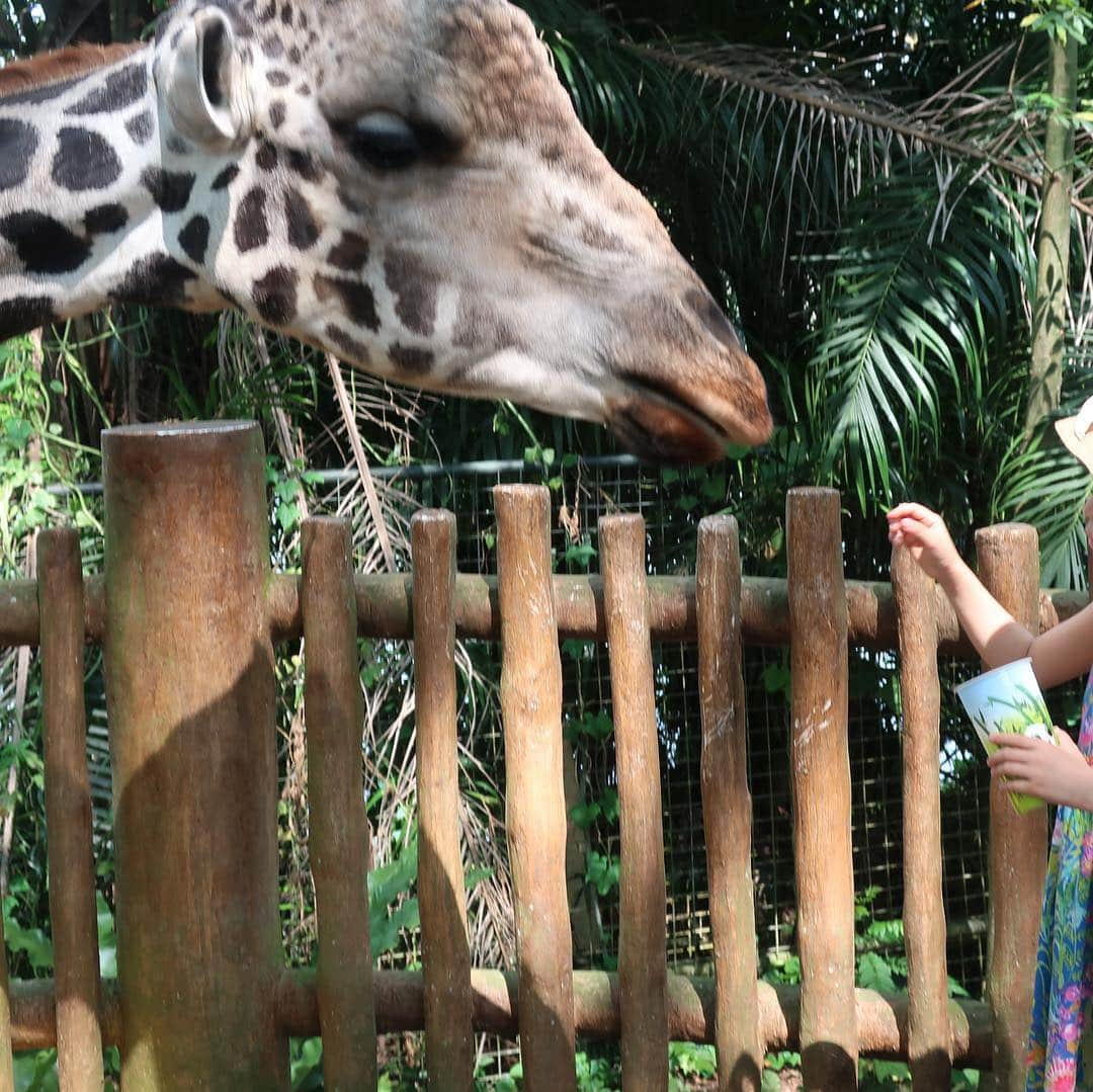 宋美玄さんのインスタグラム写真 - (宋美玄Instagram)「春休み旅行第2弾で、友達親子とシンガポールに来ています。シンガポールは初めてですが、島全体がテーマパークかという勢いで子連れ旅に最適🇸🇬 プールにビーチ、動物園にナイトサファリで子どもたち満喫しまくりです☀️ #春休み #シンガポール #セントーサ島 #シンガポール動物園 #ナイトサファリシンガポール #アドベンチャーコーブウォーターパーク #シャングリラ」3月22日 23時59分 - mihyonsongkobe