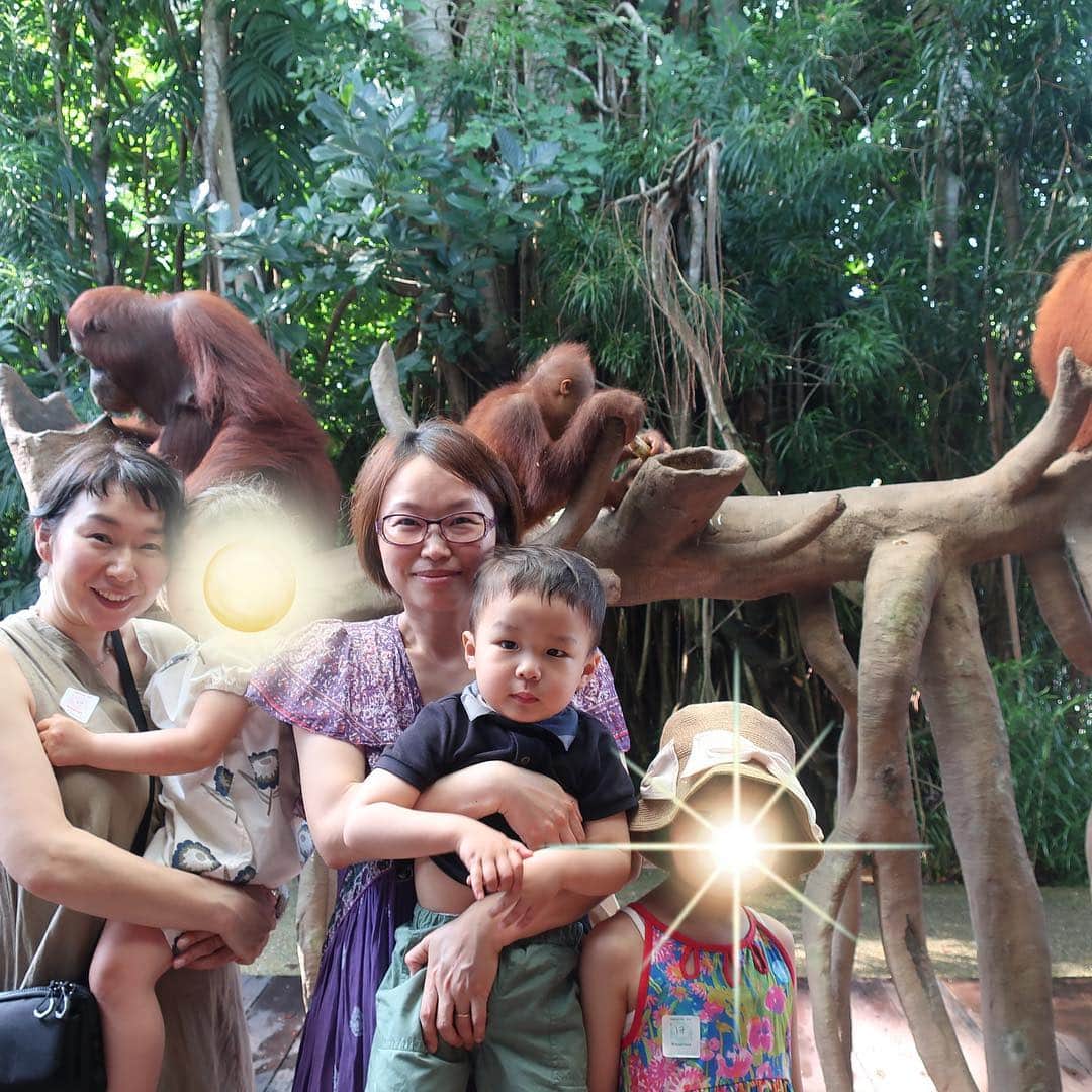 宋美玄さんのインスタグラム写真 - (宋美玄Instagram)「春休み旅行第2弾で、友達親子とシンガポールに来ています。シンガポールは初めてですが、島全体がテーマパークかという勢いで子連れ旅に最適🇸🇬 プールにビーチ、動物園にナイトサファリで子どもたち満喫しまくりです☀️ #春休み #シンガポール #セントーサ島 #シンガポール動物園 #ナイトサファリシンガポール #アドベンチャーコーブウォーターパーク #シャングリラ」3月22日 23時59分 - mihyonsongkobe