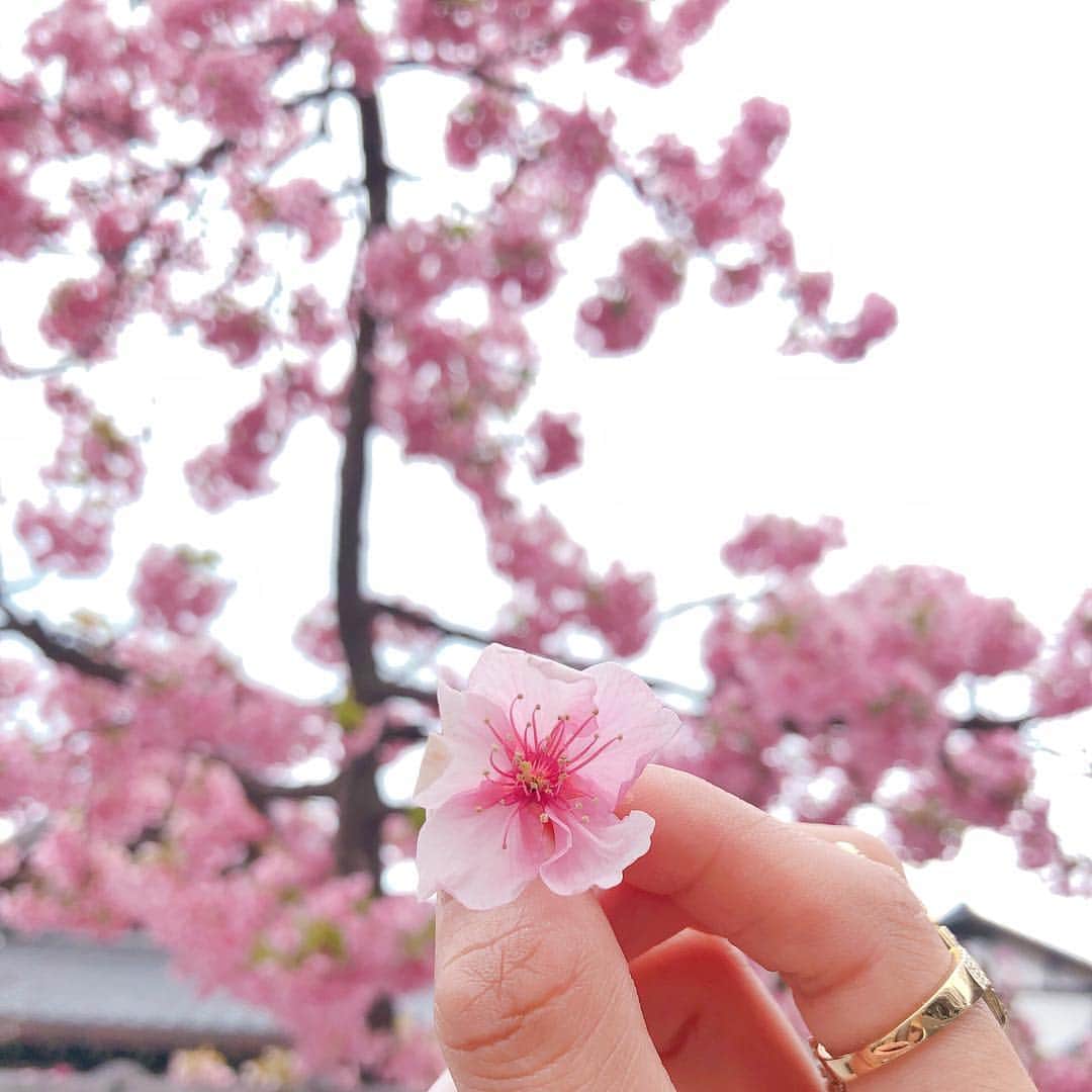 Kerinaさんのインスタグラム写真 - (KerinaInstagram)「說好的櫻花呢？ 😂明明是自己搞錯以為關西會比東京提早一週盛開～ 走在路上只要看到「一棵」滿開的櫻花樹就會好開心 本來超期待這趟京都之旅可以看到櫻花盛開 只能說結果是⋯⋯幾乎都還沒開啦🤷🏻‍♀️ 上網查好像要到3/29之後才有機會看到櫻花海了 有沒有人下週要來的？  Dress @anirek_official  Accessories @apmmonaco  #信義微風櫃位3月28日重新開幕唷 #kerinahsuehinkyoto」3月23日 0時10分 - kerina_hsueh