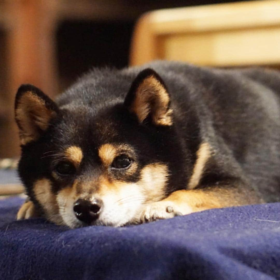 黒豆柴こむぎさんのインスタグラム写真 - (黒豆柴こむぎInstagram)「今日は、パパちん早く帰って来たよ😊ママちんは、急用で実家に帰ったので、ボクはローーーングお留守番を頑張ったよ。ママちんを駅までお迎えに行って、一緒に大好きな居酒屋#土間茶屋もく さんに行ったよ。もくさんでは、いつもまったりこむぎだよ😆2019.3.22  #あくび顔 #黒豆柴こむぎ #黒豆柴 #豆柴 #黒柴 #黑柴 #柴犬 #柴 #まめしば #しばいぬ #しば #mameshiba #kuroshiba #shibainu #shiba #shibalove #shibalovers #shibastagram #shiba_snap #shibasofinstagram #west_dog_japan #ふわもこ部 #pecoいぬ部 #pecotv #いぬら部 #proudshibas #thedailyshibainu #ここ柴部 #いぬのきもち」3月22日 23時59分 - komugi_1207