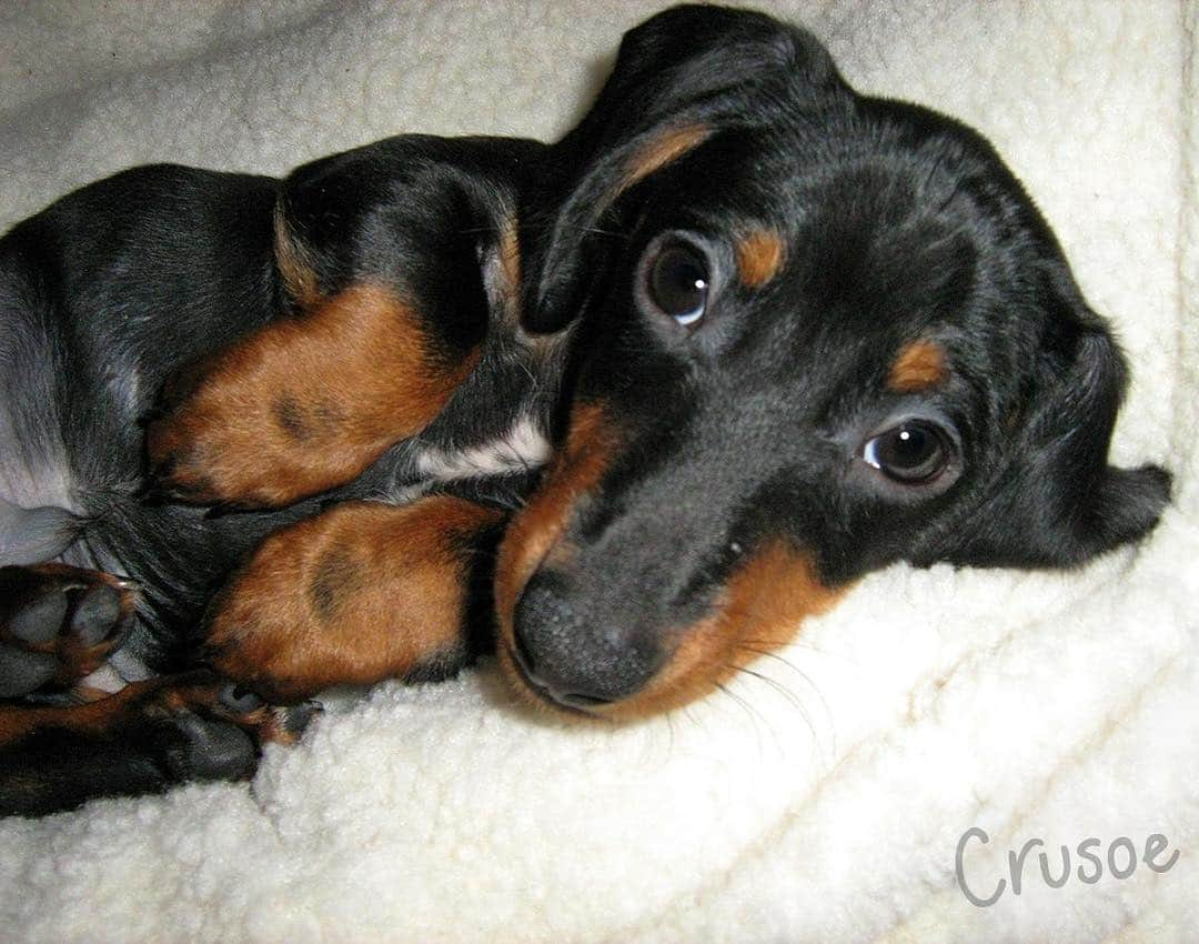 Crusoe the Celebrity Dachshundさんのインスタグラム写真 - (Crusoe the Celebrity DachshundInstagram)「“It’s #NationalPuppyDay .. Do you think if you saw me as a puppy today you’d recognize me?!😊❤️” ~ Crusoe」3月23日 0時00分 - crusoe_dachshund