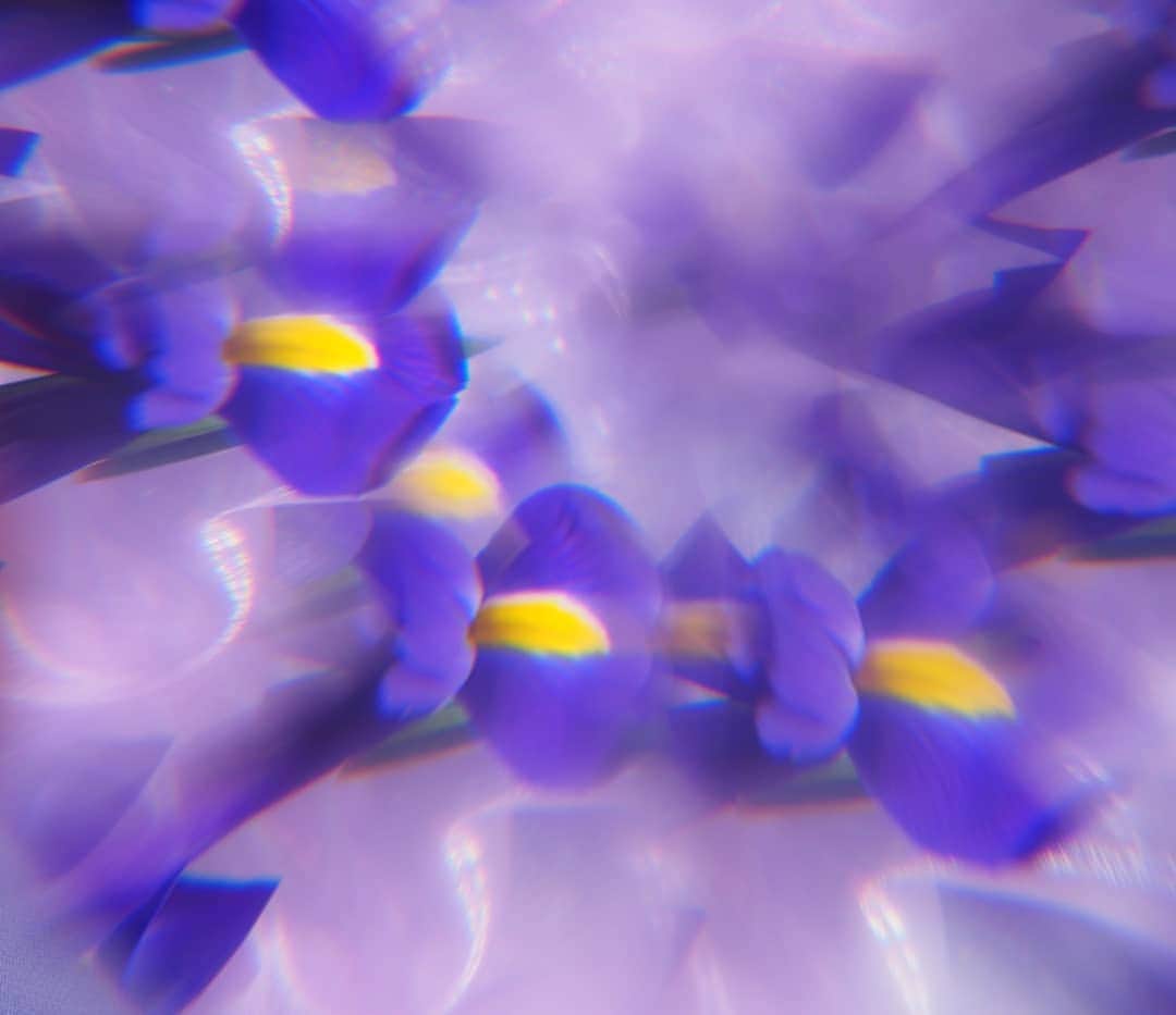 のインスタグラム：「A plush and voluptuous cloud of iris, Violet Ida is scattered with a hint of sweet violets, as worn in Ida’s hair. @blackrabbitlondon」