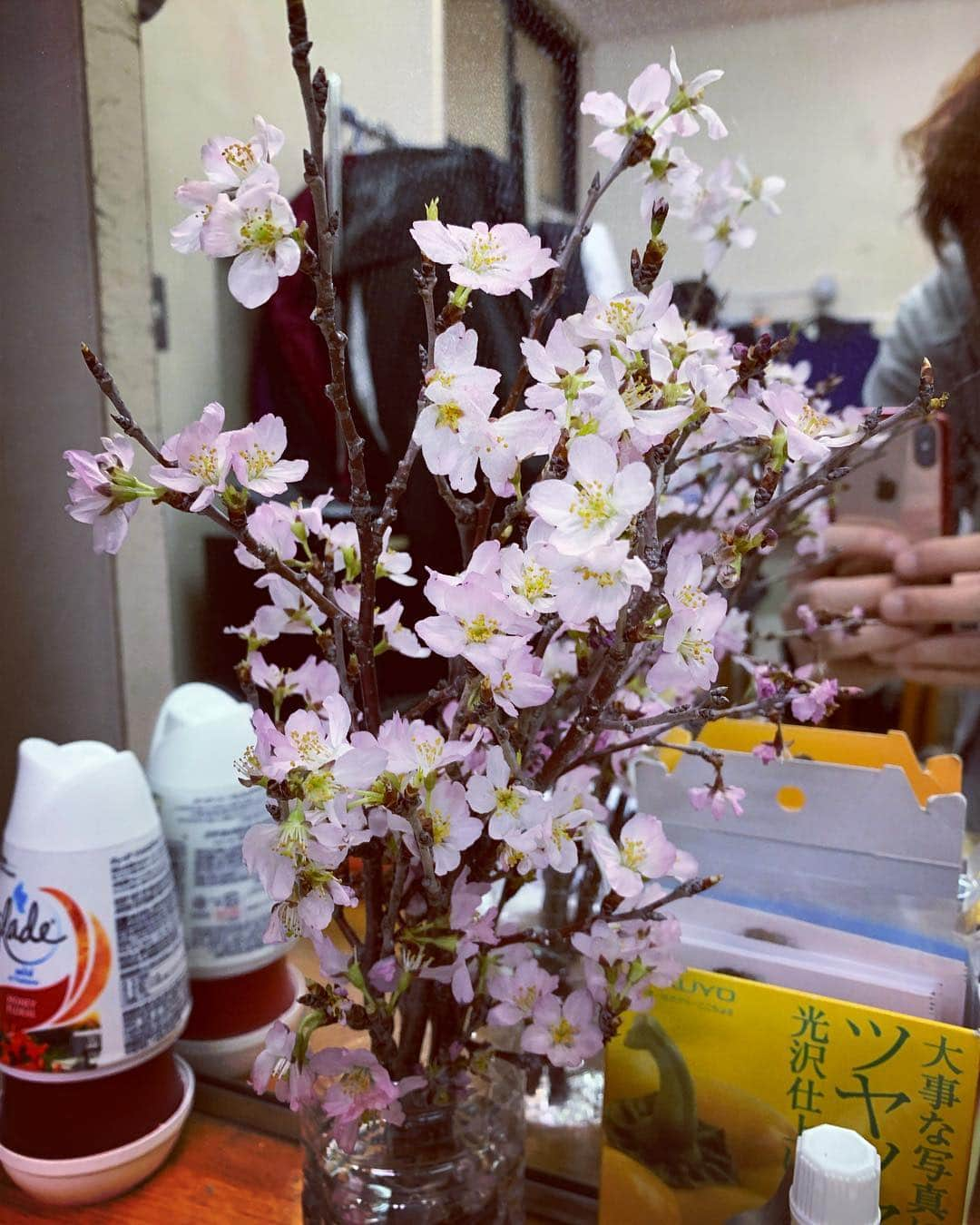 元木行哉さんのインスタグラム写真 - (元木行哉Instagram)「僕の鏡前にも春がやってきました。 高橋あゆみちゃんにいただきました。 本日もたくさんの方にご来場いただき、ありがとうございました。 終演後もロビーで皆さん並んで待っていて下さっているのに、ゆっくりお話しできずすみません！ 明日も2ステ。昼は完売ですが、夜はまだ若干お席があるようです。 明日もまた、たくさんの笑顔に逢えますように。  #中目黒 #舞台 #ホホアメ #感謝 #春 #桜」3月23日 0時14分 - ikuya_motoki