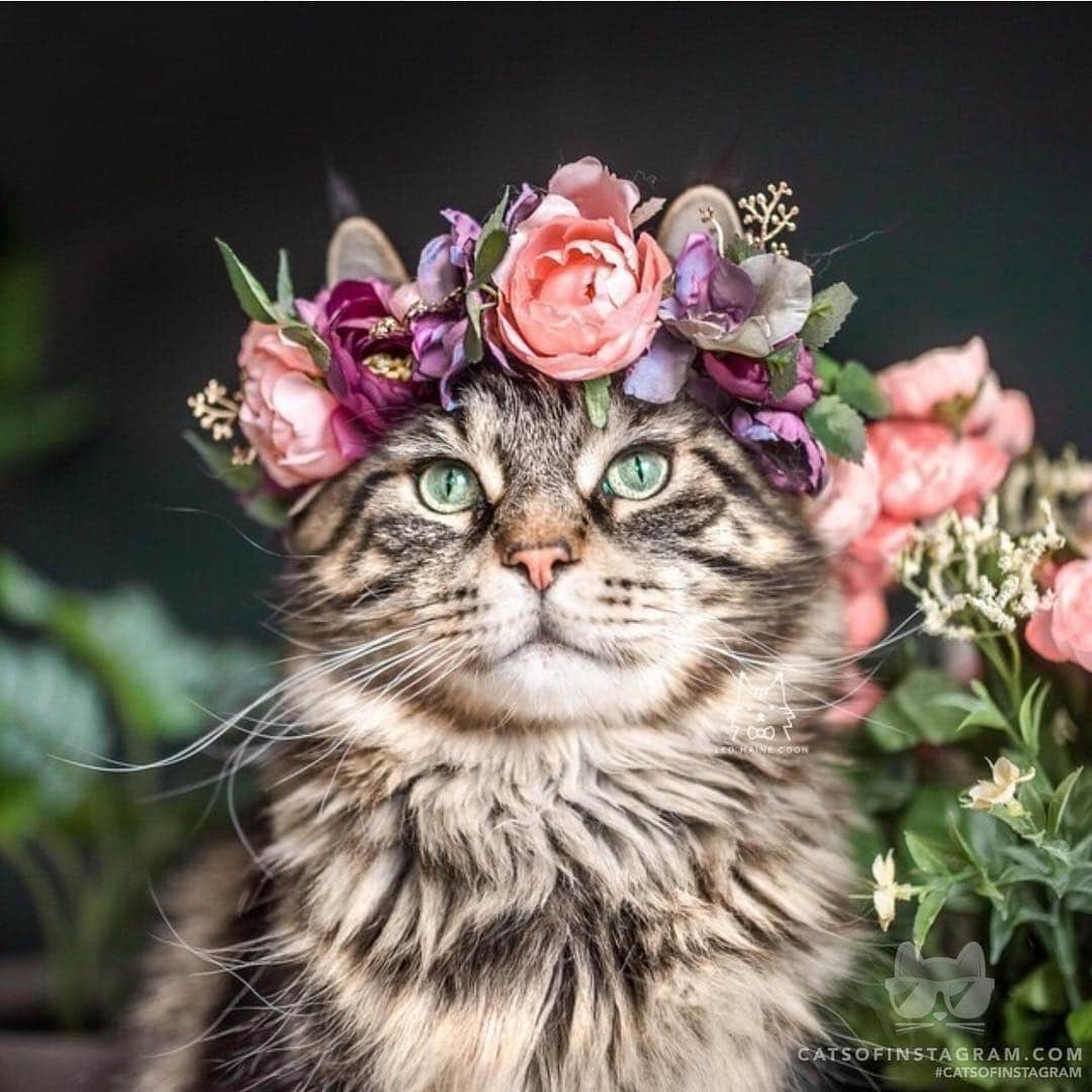 Cats of Instagramさんのインスタグラム写真 - (Cats of InstagramInstagram)「From @leo.mainecoon: “ready for spring 🌷☀️” #catsofinstagram」3月23日 0時15分 - cats_of_instagram