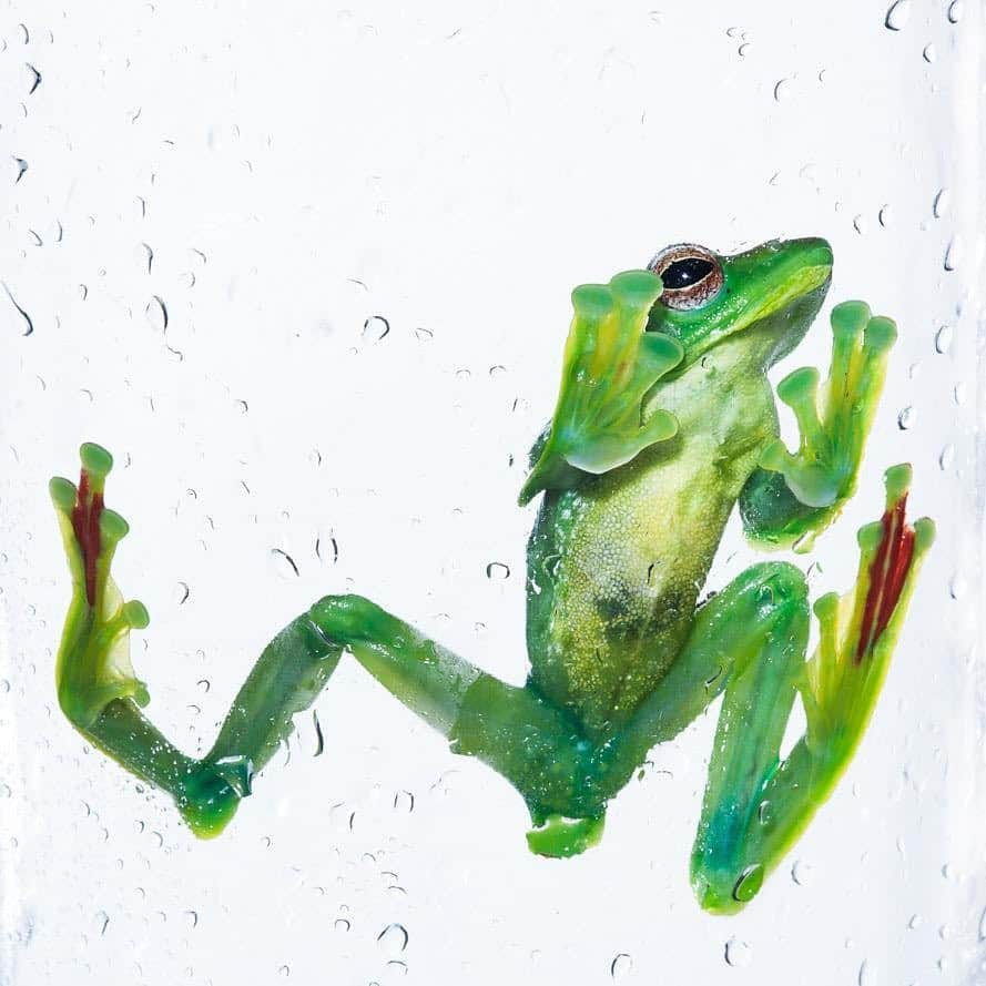 thephotosocietyさんのインスタグラム写真 - (thephotosocietyInstagram)「Photos by @robertclarkphoto // Everyone loves frogs. March 20 was World Frog Day, a day to celebrate and raise awareness about these amazing creatures and the challenges they face and their ecological importance. Wallace's flying frog or the Abah River flying frog (Rhacophorus nigropalmatus), which was named after naturalist #AlfredRusselWallace, co-author of the Theory of Evolution via Natural selection, with ##CharlesDarwin is pictured here. WFF is a moss frog found at least from the Malay Peninsula into western Indonesia and is present in #Borneo and #Sumatra Wallace, who collected the first specimen to be formally identified This frog is quite photogenic, due to its large size, brilliant colors, and interesting behavior. Its eyes and eardrums are large, its limbs are very long, and its fingers and toes are webbed right to the tips. Together with a fringe of skin stretching between the limbs, this flying frog can parachute to the forest floor from high in the trees where it is normally found. Frogs occupy a huge range of habitats and environmental niches. The diversity among frogs is quite incredible, but one thing they all share is their sensitivity to the quality of their environment. This attribute is what makes frogs such vital environmental indicators – if the places they inhabit become degraded and polluted, or are altered by a rapidly changing climate, frogs are among the first to be impacted. According to the Wildlife Information, Rescue and Education Service (WIRES) in recent decades frog species have faced alarming extinction rates. Habitat destruction, the spread of the deadly chytrid fungus, and a fast changing climate are all major factors that have contributed to the devastating mass extinctions. Many remaining species are vulnerable and endangered, occurring only in tiny patches of remnant habitat and are dangerously close to being lost forever like so many others who have disappeared before them. A quick look at the Red List shows that there are dozens of vulnerable, endangered and critically endangered species. #worldfrogday」3月23日 0時30分 - thephotosociety