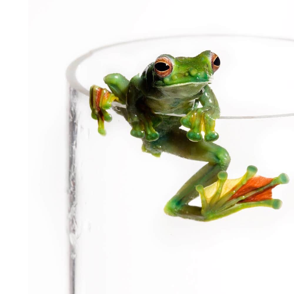 thephotosocietyさんのインスタグラム写真 - (thephotosocietyInstagram)「Photos by @robertclarkphoto // Everyone loves frogs. March 20 was World Frog Day, a day to celebrate and raise awareness about these amazing creatures and the challenges they face and their ecological importance. Wallace's flying frog or the Abah River flying frog (Rhacophorus nigropalmatus), which was named after naturalist #AlfredRusselWallace, co-author of the Theory of Evolution via Natural selection, with ##CharlesDarwin is pictured here. WFF is a moss frog found at least from the Malay Peninsula into western Indonesia and is present in #Borneo and #Sumatra Wallace, who collected the first specimen to be formally identified This frog is quite photogenic, due to its large size, brilliant colors, and interesting behavior. Its eyes and eardrums are large, its limbs are very long, and its fingers and toes are webbed right to the tips. Together with a fringe of skin stretching between the limbs, this flying frog can parachute to the forest floor from high in the trees where it is normally found. Frogs occupy a huge range of habitats and environmental niches. The diversity among frogs is quite incredible, but one thing they all share is their sensitivity to the quality of their environment. This attribute is what makes frogs such vital environmental indicators – if the places they inhabit become degraded and polluted, or are altered by a rapidly changing climate, frogs are among the first to be impacted. According to the Wildlife Information, Rescue and Education Service (WIRES) in recent decades frog species have faced alarming extinction rates. Habitat destruction, the spread of the deadly chytrid fungus, and a fast changing climate are all major factors that have contributed to the devastating mass extinctions. Many remaining species are vulnerable and endangered, occurring only in tiny patches of remnant habitat and are dangerously close to being lost forever like so many others who have disappeared before them. A quick look at the Red List shows that there are dozens of vulnerable, endangered and critically endangered species. #worldfrogday」3月23日 0時30分 - thephotosociety