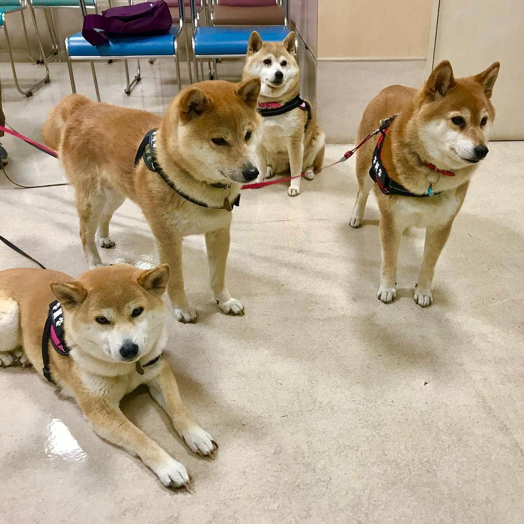 linnmamaさんのインスタグラム写真 - (linnmamaInstagram)「サクラサクの心境😍〜4柴たち、花粉症の経過を診てもらうため、病院🏥でした〜花粉症の症状、よくなってきてホッとしています😊〜写真の4柴たちの表情はイマイチ冴えないけど、来月の「狂犬病予防接種」、「フィラリアの検査と予防薬の処方」、「フロントライン」、「凜、翔、麗の混合ワクチン」という『春の大出費祭り😱』を控えて、もっとどんよりなのは飼い主の方です😅〜PS.今日、一番うれしかったのは、イチローさんの引退会見で、愛犬一弓君が17歳7ヶ月で健在だとわかったこと😍〜うらやましいご長寿に4柴たちもあやかりたいね❤️ #柴犬#dog#柴犬凜の勇気凜々every day#shibastagram」3月23日 0時31分 - linnmama