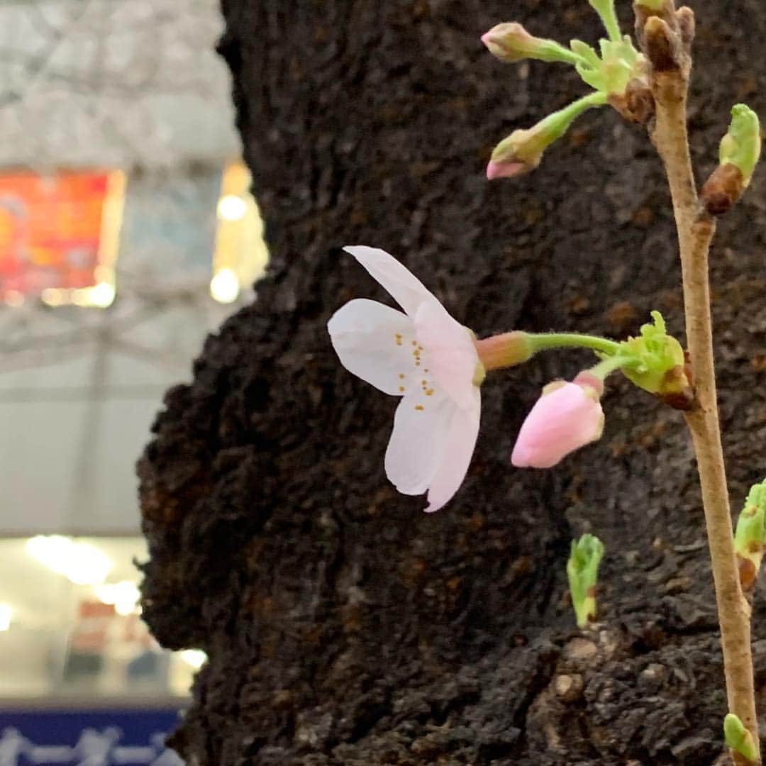 大鶴義丹さんのインスタグラム写真 - (大鶴義丹Instagram)「咲いた…」3月23日 0時37分 - gitan.ohtsuru