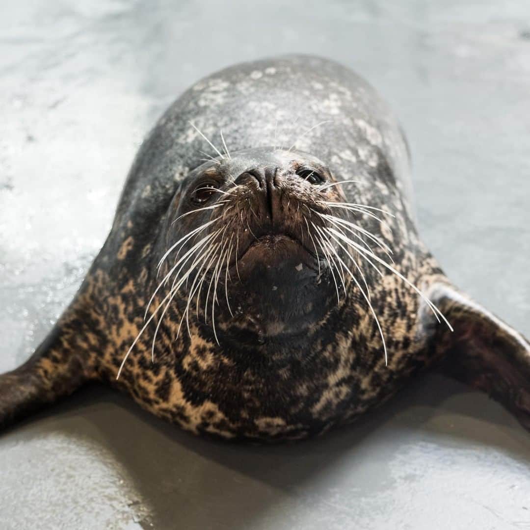 アニマルプラネットさんのインスタグラム写真 - (アニマルプラネットInstagram)「Cerby the harbor seal is movin' and groovin' celebrating #WorldWaterDay! (📸: @georgiaaquarium) . . . . . . #animalsofinstagram #animalplanet #animaloftheday #wild #wildlife #outdoors #animals #wildanimals #conservation #nature #animallovers #instanature #wildgeography #seal #harborseal #marinelife」3月23日 1時00分 - animalplanet
