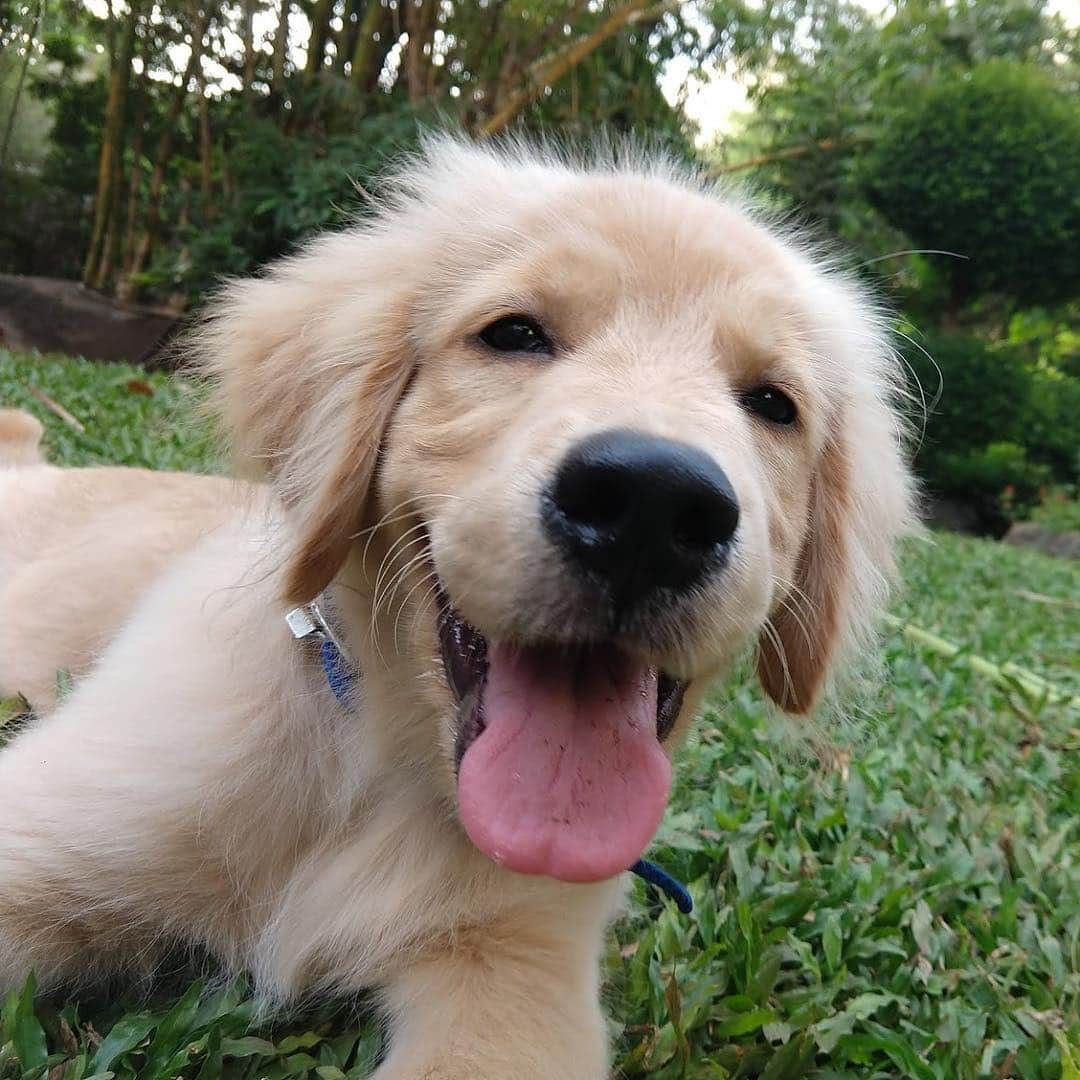 DogsOf Instagramのインスタグラム：「#ad: @googlelocalguides are the millions of people around the world who share photos on Google Maps — and they might just help you find your new favorite 🐶 park. Local Guide @reallyaks shared this adorable photo from a dog park in Mumbai, India! #letsguide」