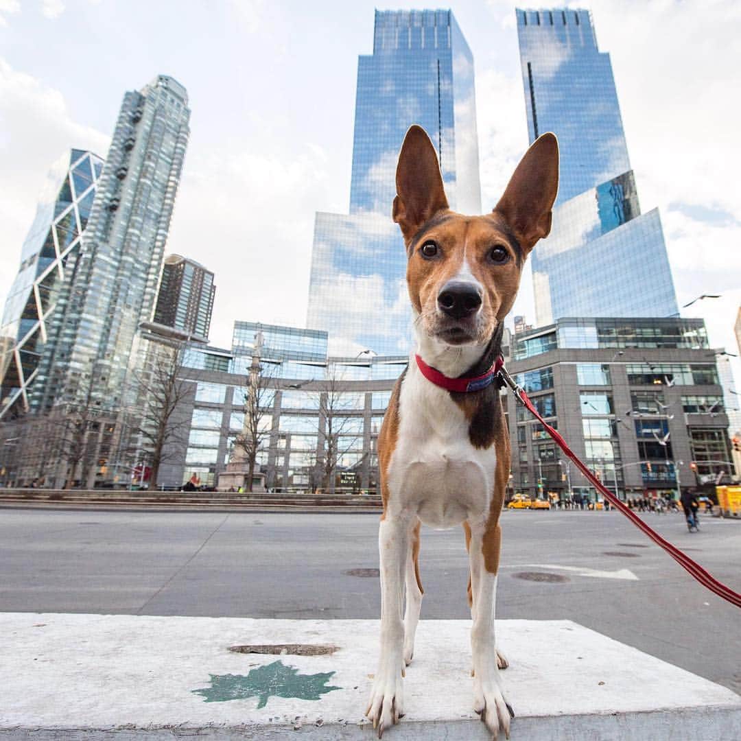 The Dogistさんのインスタグラム写真 - (The DogistInstagram)「Roo, Basenji mix (6 y/o), Columbus Circle, New York, NY • “He was found on the mean streets of Irvine, CA. He was difficult to train when I got him. I joked that he wanted me to be barefoot like him, because he ate all of my shoes – six pairs. He’s a reformed dog now. I’ve seen a lot of happy dogs, but he’ll literally jump for joy.” @roobeartuna」3月23日 1時25分 - thedogist