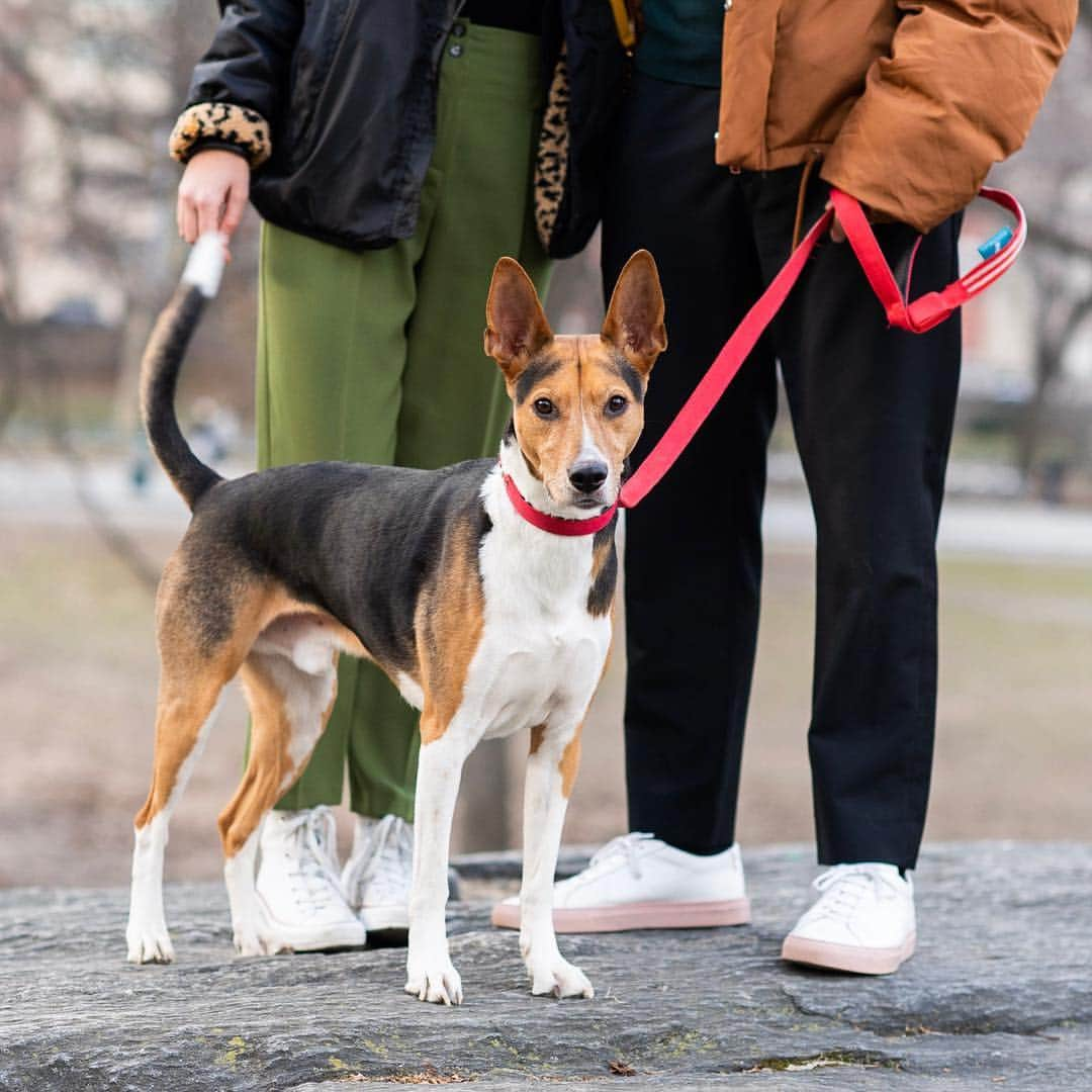 The Dogistさんのインスタグラム写真 - (The DogistInstagram)「Roo, Basenji mix (6 y/o), Columbus Circle, New York, NY • “He was found on the mean streets of Irvine, CA. He was difficult to train when I got him. I joked that he wanted me to be barefoot like him, because he ate all of my shoes – six pairs. He’s a reformed dog now. I’ve seen a lot of happy dogs, but he’ll literally jump for joy.” @roobeartuna」3月23日 1時25分 - thedogist