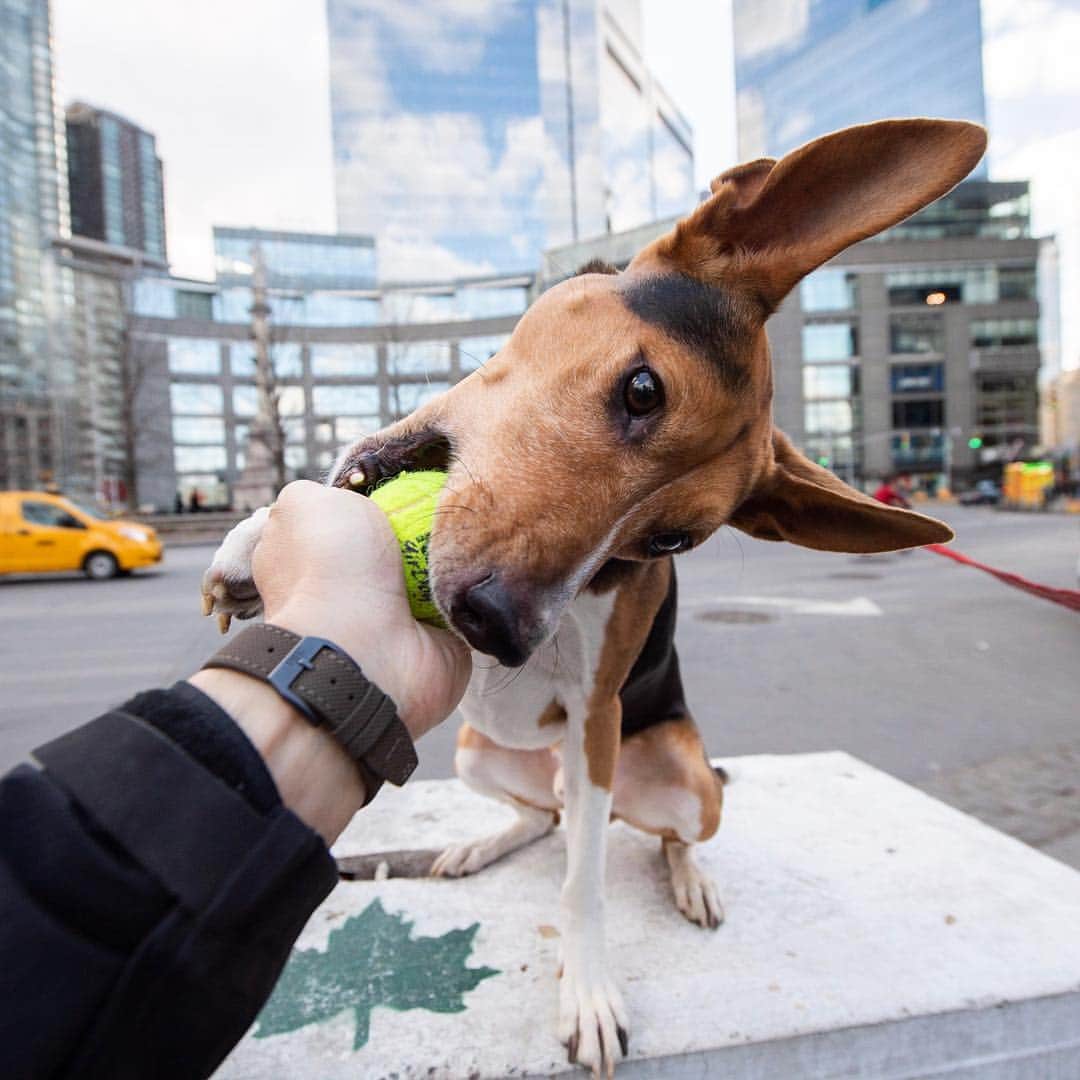 The Dogistさんのインスタグラム写真 - (The DogistInstagram)「Roo, Basenji mix (6 y/o), Columbus Circle, New York, NY • “He was found on the mean streets of Irvine, CA. He was difficult to train when I got him. I joked that he wanted me to be barefoot like him, because he ate all of my shoes – six pairs. He’s a reformed dog now. I’ve seen a lot of happy dogs, but he’ll literally jump for joy.” @roobeartuna」3月23日 1時25分 - thedogist