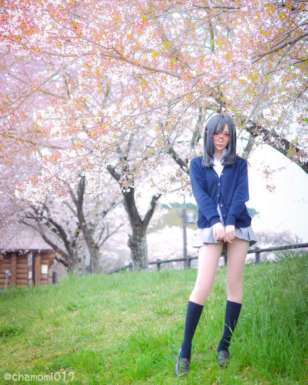 のインスタグラム：「インスタでも春分の日🎌 ツイートはこちら💁‍♀️ https://twitter.com/chamomi017/status/1108578655729389569?s=21 #コスプレ #コスプレ好き #コスプレイヤー #コスプレイヤー自画撮り部 #コスプレ好き  #桜 #桜🌸 #開花 #春 #JK 東京都心で桜の開花宣言🌸 春がやってきました🌷🐝🌱 #japan #日本 #event #photo #chamomile #chami #chamicosplay #chamomilecosplay #anime #game #gamer #カモミール #制服」