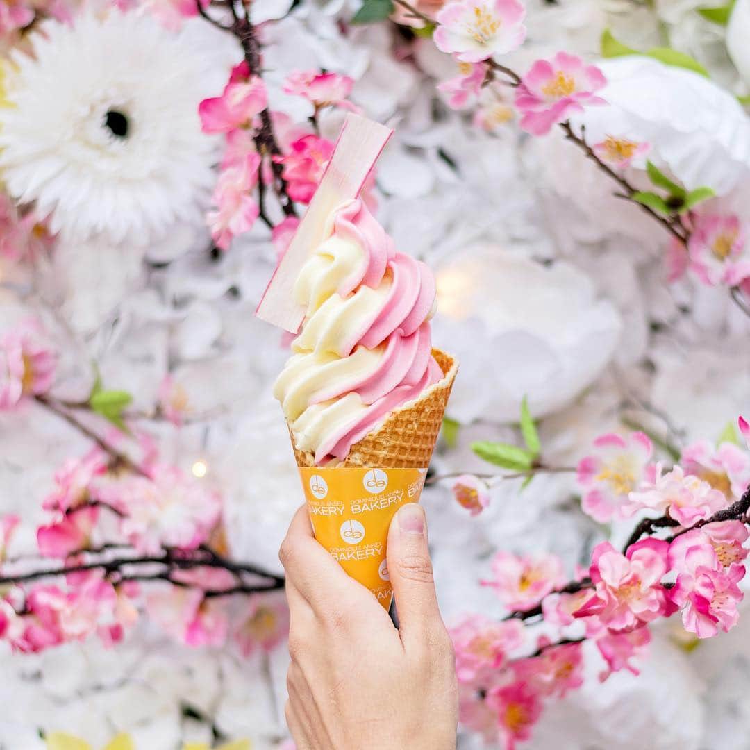 DOMINIQUE ANSEL BAKERYさんのインスタグラム写真 - (DOMINIQUE ANSEL BAKERYInstagram)「A new addition to our @DominiqueAnselLondon menu: Rhubarb & Custard Soft Serve, with a swirl of homemade rhubarb sorbet and creamy custard soft serve inside a hand-rolled ginger honey tuile waffle cone, topped with a rhubarb  chip to finish. Classic British flavors to start off spring, and served from 11am daily.🍦 #icecream #DominiqueAnselLondon #softserve」3月23日 2時05分 - dominiqueansel