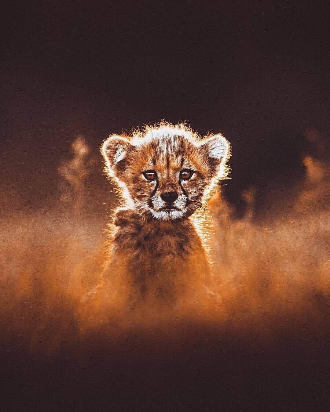 Canon Photographyさんのインスタグラム写真 - (Canon PhotographyInstagram)「How incredibly cute is this cheetah cub? Tag someone who has to see this!  Amazing image by @donalboyd  #cheetah #cub #namibia #africa #africanwildlife #cute」3月23日 1時59分 - cpcollectives
