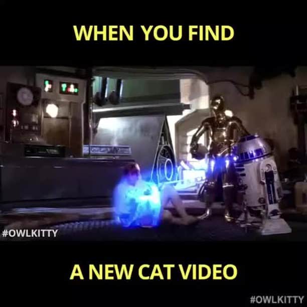 のインスタグラム：「Help me! You're my only hope 🐈⠀ ⠀ 📹 @owl__kitty⠀ ⠀ #meowed #owlkitty #starwars #blackcat」