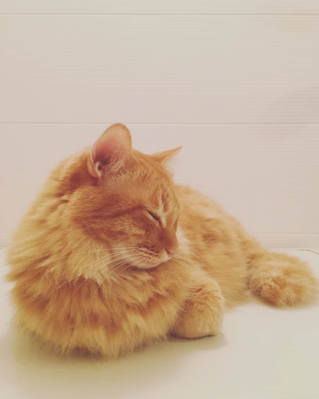 のインスタグラム：「唐揚げかと思ったらユピ坊だった。  眠剤使っても3時間かー…(꒪⌓꒪) 『日本から米国やハワイなど東方面へ向かう場合には１日の周期は短くなり、逆にヨーロッパなど西方面へ向かう場合には１日の周期は長くなります。人体のリズムは、１日の周期が長くなる方には順応しやすいようですが、短くなると順応しづらい傾向にあるため、西方面よりも東方面への渡航の方が時差ぼけ症状としては、つらいようです。』某サイト出典  そうだよ。その通りだよ。パリ入りはまったくボケなし。東京へ戻るとしんどいのですよ。人によっては、どこへ行って帰ってきても、まったくボケないようで、これはもうボケやすい体質かどうかも関係しているのでしょうね。  というわけで朝風呂。今日もボケたまま突っ走ります。  #ユピ坊 #時差ボケ」