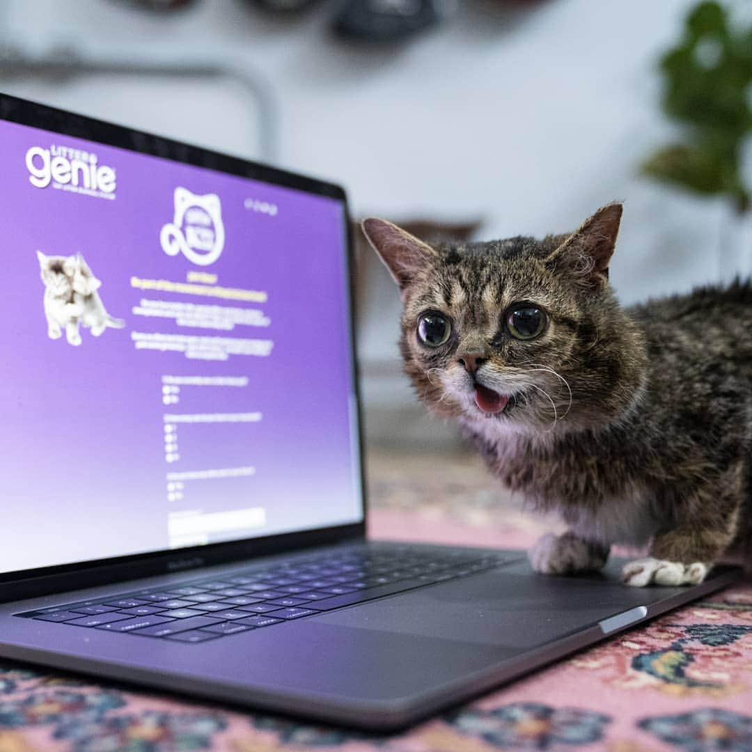 Lil BUBさんのインスタグラム写真 - (Lil BUBInstagram)「BUB is tech savvy, budget conscious, and wants to put an end to cat litter smell, which is why she's signing up for Litter Genie's Kitty Klub - to get discounts on products and tips from cat experts like Jackson Galaxy. You too can sign up for free at the link in BUB's bio ( https://stopcatlittersmell.com/kittyklub/)」3月23日 3時03分 - iamlilbub