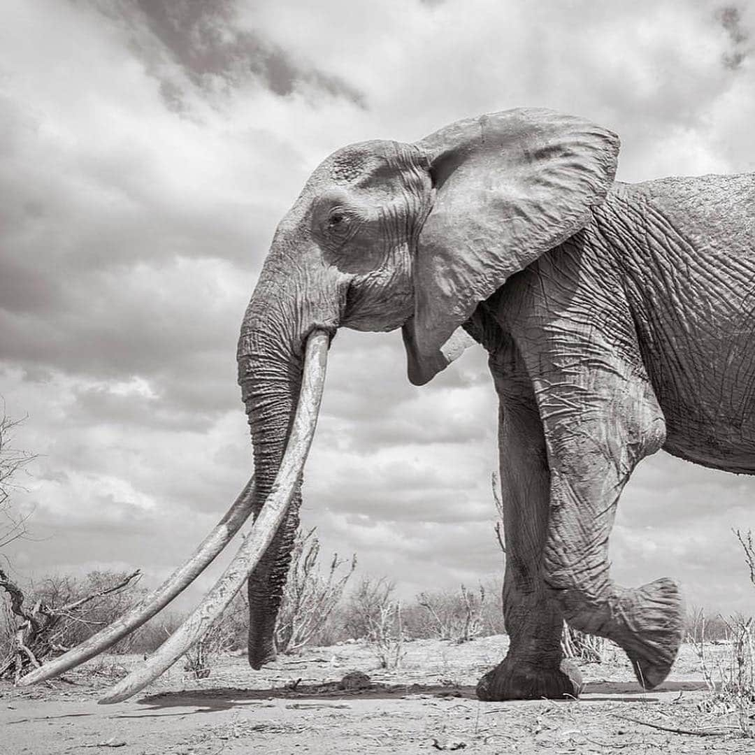 レオナルド・ディカプリオさんのインスタグラム写真 - (レオナルド・ディカプリオInstagram)「#Regram #RG @cnn: Known as the “big tusker,” these stunning photos 🐘 capture a rare “Elephant Queen” in Kenya. Roaming Kenya’s Tsavo National Park, she’s a unique and extraordinary sight – it’s estimated that fewer than 30 of these animals still exist in Africa. British photographer @willbl made this series of photos for his book “Land of Giants,” which will raise awareness and funds for conservation efforts. (📸: Will Burrard-Lucas)」3月23日 3時07分 - leonardodicaprio