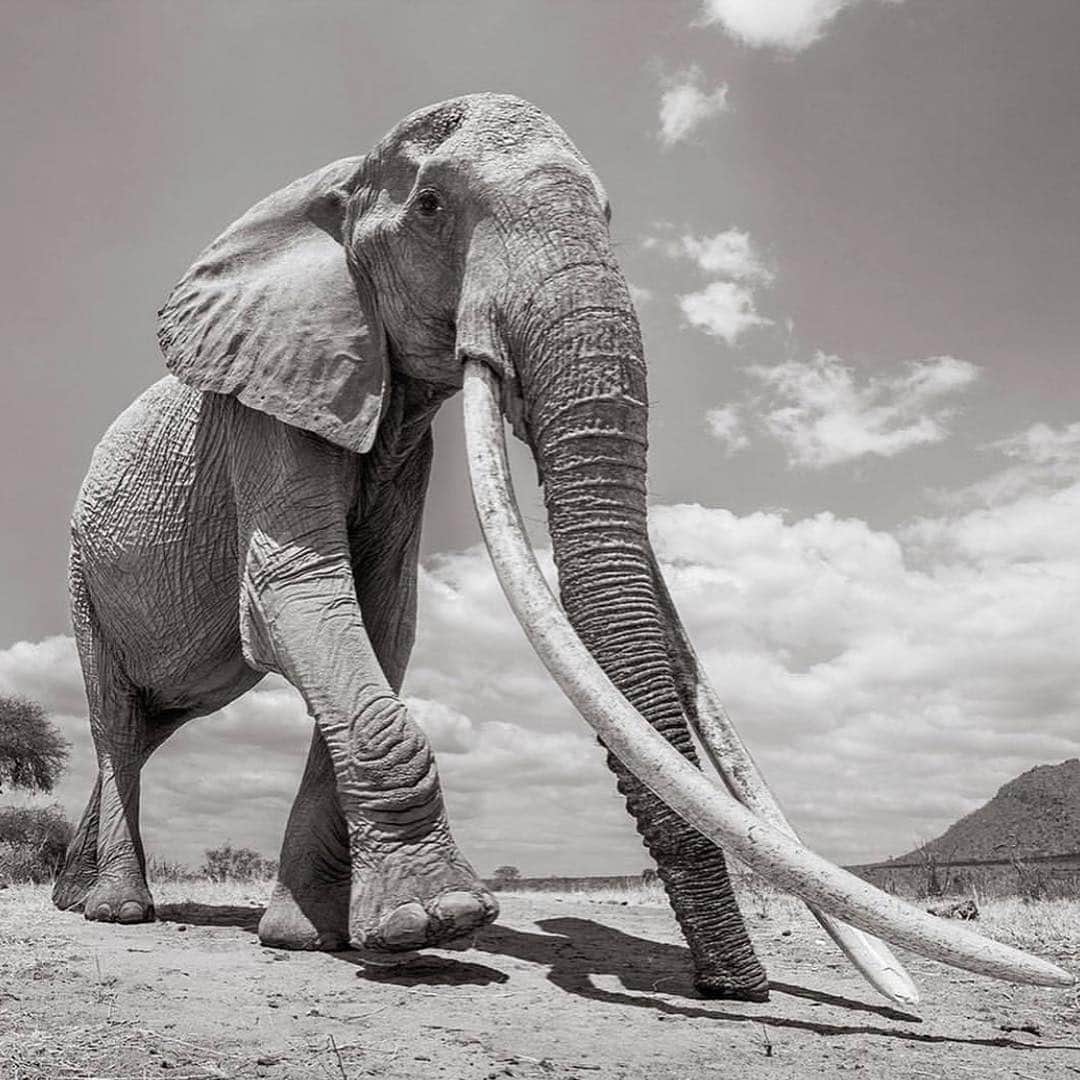 レオナルド・ディカプリオさんのインスタグラム写真 - (レオナルド・ディカプリオInstagram)「#Regram #RG @cnn: Known as the “big tusker,” these stunning photos 🐘 capture a rare “Elephant Queen” in Kenya. Roaming Kenya’s Tsavo National Park, she’s a unique and extraordinary sight – it’s estimated that fewer than 30 of these animals still exist in Africa. British photographer @willbl made this series of photos for his book “Land of Giants,” which will raise awareness and funds for conservation efforts. (📸: Will Burrard-Lucas)」3月23日 3時07分 - leonardodicaprio
