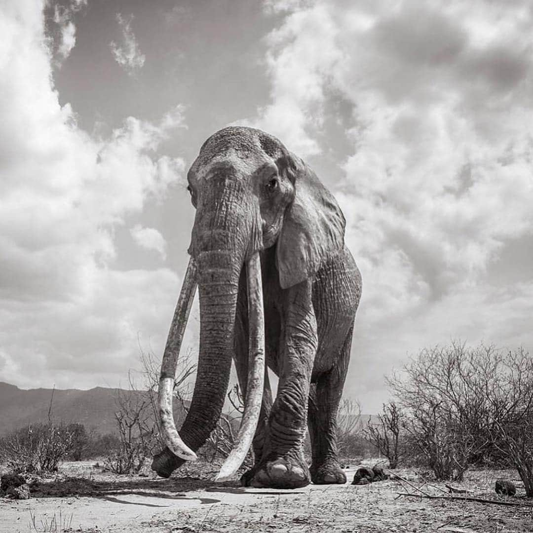 レオナルド・ディカプリオさんのインスタグラム写真 - (レオナルド・ディカプリオInstagram)「#Regram #RG @cnn: Known as the “big tusker,” these stunning photos 🐘 capture a rare “Elephant Queen” in Kenya. Roaming Kenya’s Tsavo National Park, she’s a unique and extraordinary sight – it’s estimated that fewer than 30 of these animals still exist in Africa. British photographer @willbl made this series of photos for his book “Land of Giants,” which will raise awareness and funds for conservation efforts. (📸: Will Burrard-Lucas)」3月23日 3時07分 - leonardodicaprio