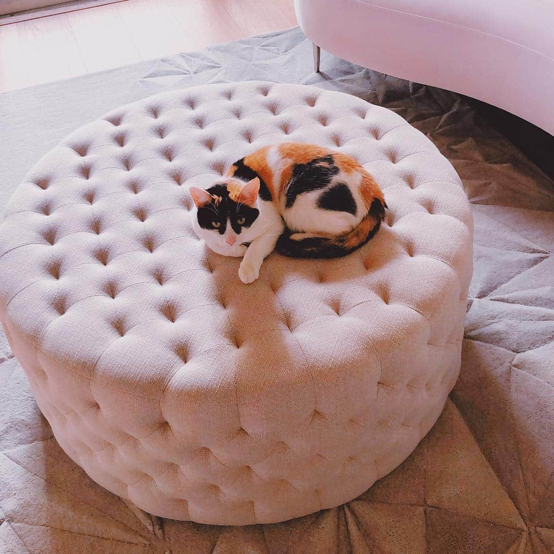 ミシェル・ファンさんのインスタグラム写真 - (ミシェル・ファンInstagram)「My cat has a new spot to nap 🥰」3月23日 3時22分 - michellephan