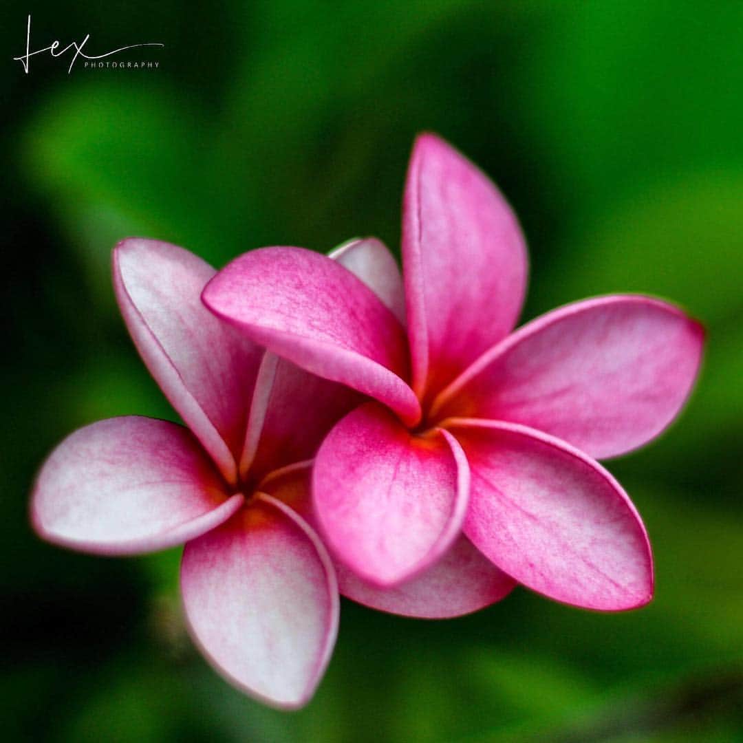 CANON USAさんのインスタグラム写真 - (CANON USAInstagram)「"While in Costa Rica last summer, I had the opportunity to capture one of the most beautiful frangipani I had ever seen...a breathtaking experience." #MyCanonStory  Photo Credit: @Lexbelot Camera: #Canon EOS Rebel T5 Lens: EF 50mm f/1.8 STM Aperture: f/2 ISO: 100 Shutter Speed: 1/2500 sec Focal Length: 50mm」3月23日 3時42分 - canonusa