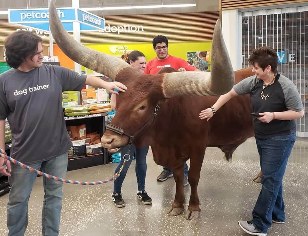 VICEさんのインスタグラム写真 - (VICEInstagram)「Petco lets "all leashed pets" in its stores, so a couple brought in...this beast. 😳 Meet Oliver, a 1,600-pound African Watusi. Read more about him at the link in bio. 📸 by Shelly Lumpkin」3月23日 3時51分 - vice