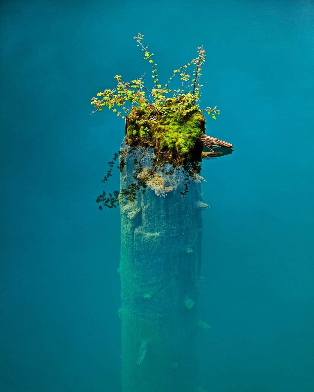 Michael Yamashitaさんのインスタグラム写真 - (Michael YamashitaInstagram)「A floating garden atop a submerged snag in the pristine waters of Panda Lake, Jiuzhaigou National Park. This, and several other of my prints, were auctioned at the The Nature Conservancy Hong Kong Gala. Honored to be a part of this worthy cause. @tnc_hk @nature_org  #Sichuan #Jiuzhaigou #NationalPark #fundraiser」3月23日 4時57分 - yamashitaphoto