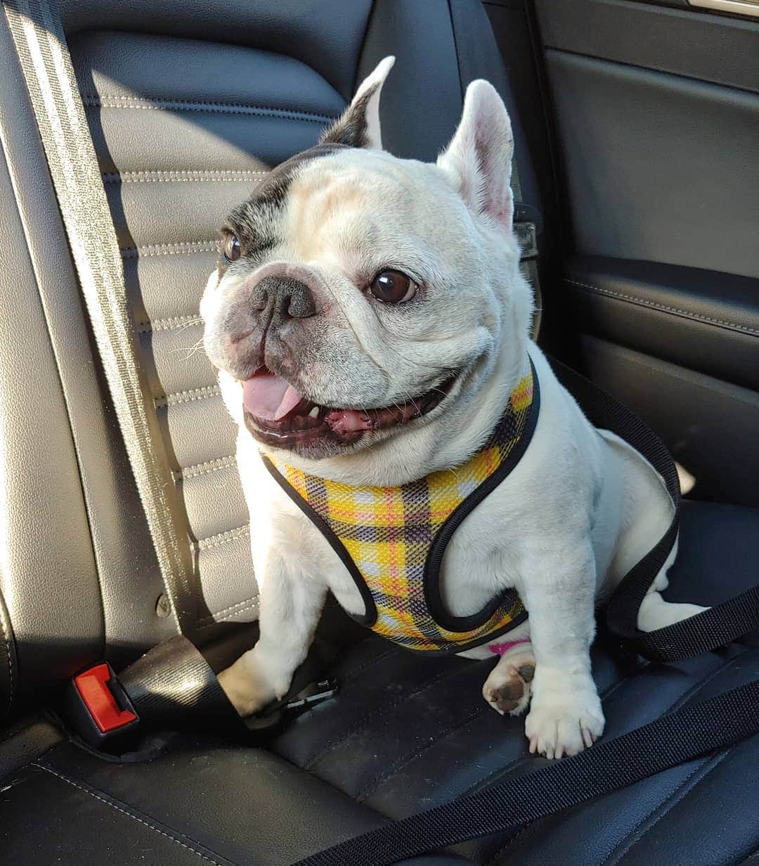 Manny The Frenchieのインスタグラム：「FriYAY! Sun is out and I'm gonna convince Mom into stopping for fries!! 😜🍟 #TGIF」