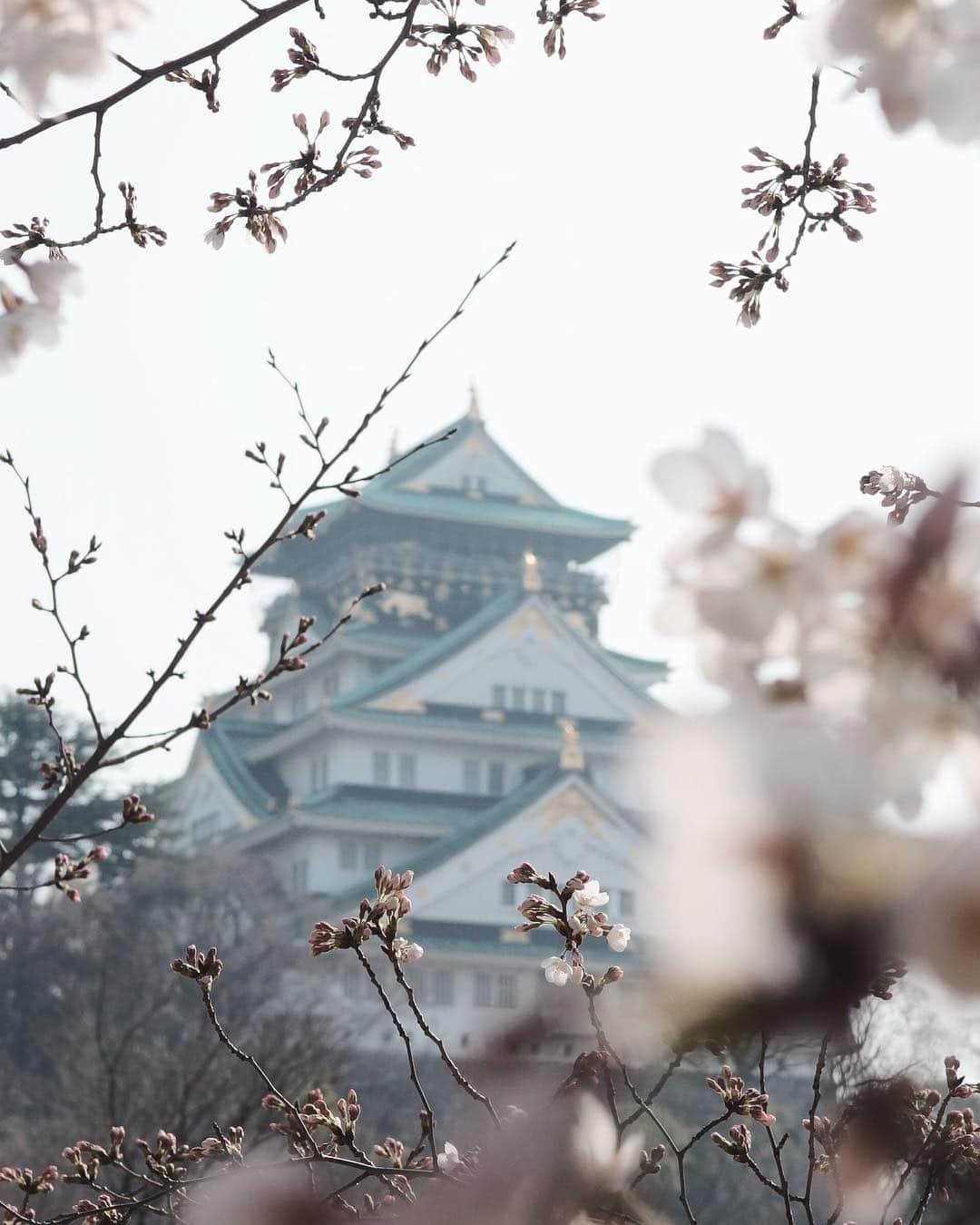 DHC Skincareさんのインスタグラム写真 - (DHC SkincareInstagram)「'Half an hour in a spring evening is worth a thousand gold pieces'- Japanese Proverb  _ 📍Osaka Castle, Japan 🇯🇵」3月23日 5時59分 - dhcskincare