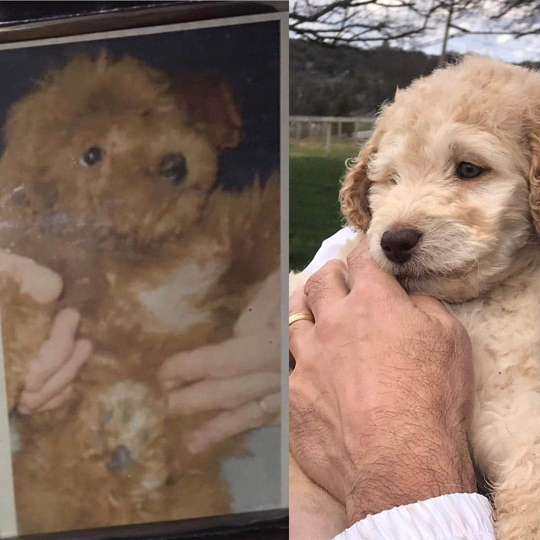 シャロン・ローレンスさんのインスタグラム写真 - (シャロン・ローレンスInstagram)「I love my fur boys 🐾#nationalpuppyday  #goldendoodlesofinstagram  #doodlesofinstagram #CooperForever @parkerthepdoodle」3月23日 6時06分 - sharonelawrence