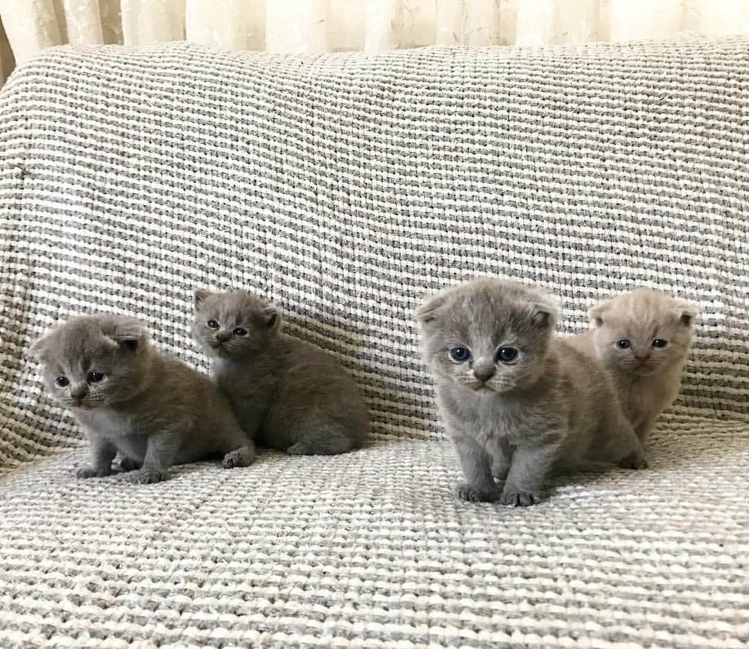 minik_catsのインスタグラム：「Helllooooo ❤️❤️❤️ We’re 3 weeks old now.  #cat #cats #scottishfold #iskoçya #iskoçkedisi #britishshorthair #catsofinstagram #catstagram #love #istanbul #kitten #paw #adorable #baby」