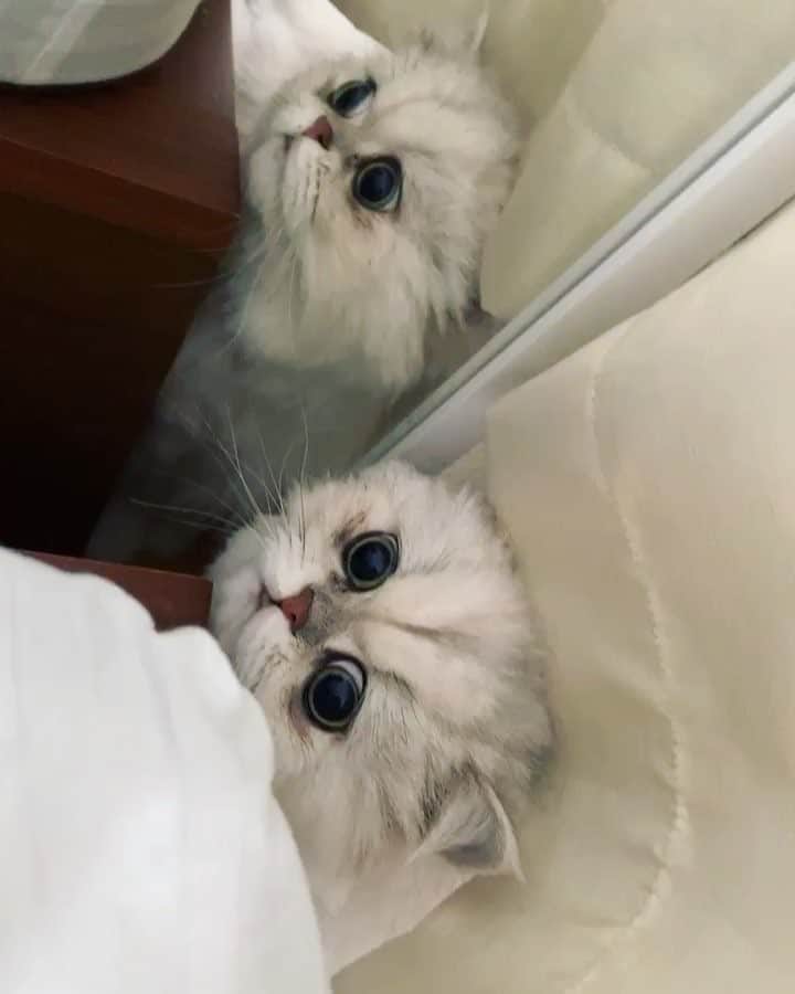BeBeのインスタグラム：「Happy caturday❣️ちょこちょこ見える白目がかわいい😭💓#bebe #bebechannel #cat #kitty #meow #eyes #kittensofinstagram #catsofinstagram #petsofinstagram #ilovecat #hubcats #adorable #persiancat #caturday #ねこ #猫 #CATLIFE」