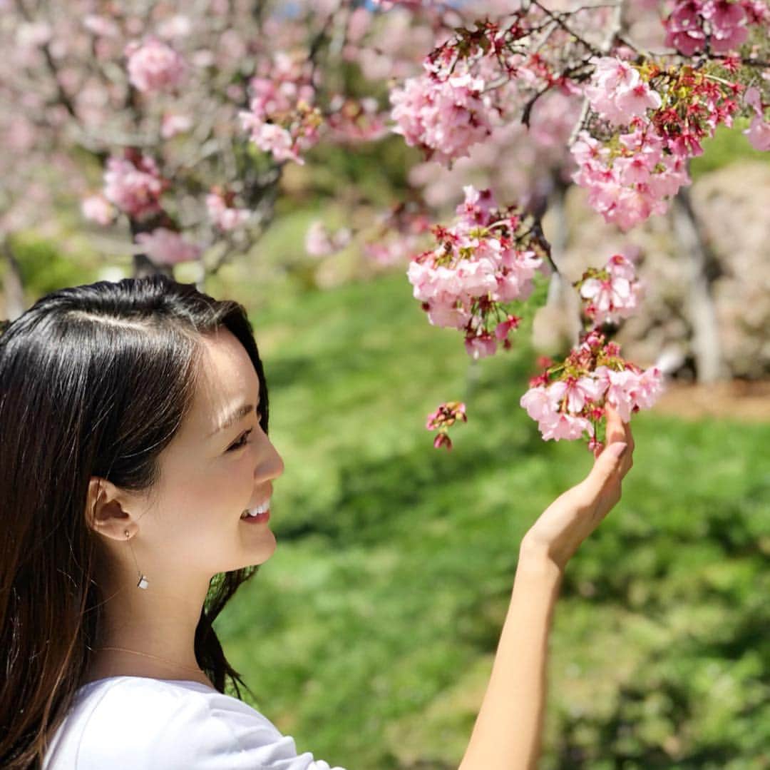 花岡維生のインスタグラム：「Japanese Friendship Garden 🌸 バルボアパーク内にある日本庭園には、姉妹都市である横浜市から寄贈された桜が美しく咲いていて、とても癒されました🥰 #桜 #お花見 #🌸 #sakura #cherryblossoms  #日本庭園 #バルボアパーク #サンディエゴ #sandiego #balboapark  #spring  #アメリカ生活」
