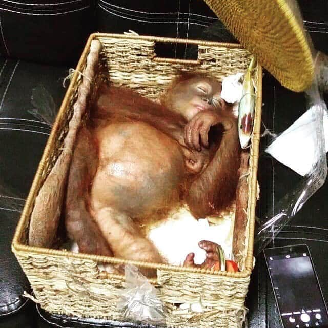 OFI Australiaさんのインスタグラム写真 - (OFI AustraliaInstagram)「No words to describe the anger and anguish felt reading this .... Quarantine at Bali airport confiscated a baby orangutan who was sedated and hidden in the luggage of a Russian tourist last night.  _________________________________ 🐒 OFIA Founder: Kobe Steele 💌 kobe@ofiaustralia.com | OFIA Patron and Ambassador: @drbirute @orangutanfoundationintl | OFIA Volunteer: Clare @clarelh89 |  www.orangutanfoundation.org.au 🐒  #orangutan #orphan #rescue #rehabilitate #release #BornToBeWild #Borneo #Indonesia #CampLeakey #orangutans #savetheorangutans #sayNOtopalmoil #palmoil #deforestation #destruction #rainforest #instagood #photooftheday #environment #nature #instanature #endangeredspecies #criticallyendangered #wildlife #orangutanfoundationintl #ofi #drbirute #ofi_australia #ofia #FosterAnOrangutanToday」3月23日 15時59分 - ofi_australia