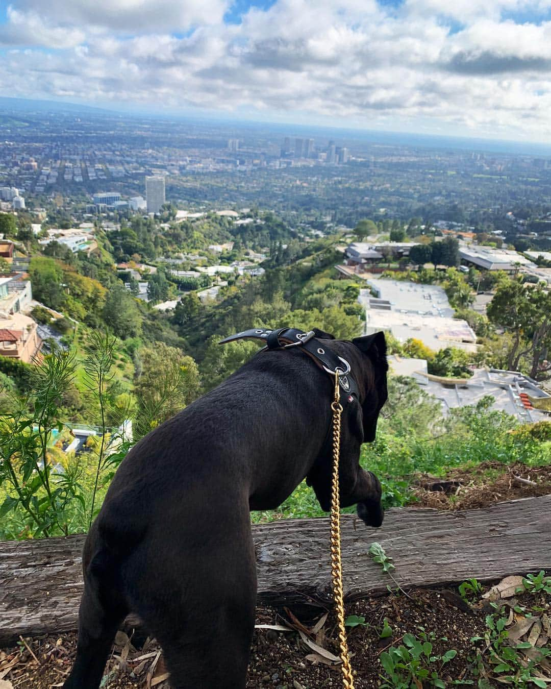 ビル・カウリッツさんのインスタグラム写真 - (ビル・カウリッツInstagram)「crisp air #la ❤️」3月23日 16時14分 - billkaulitz