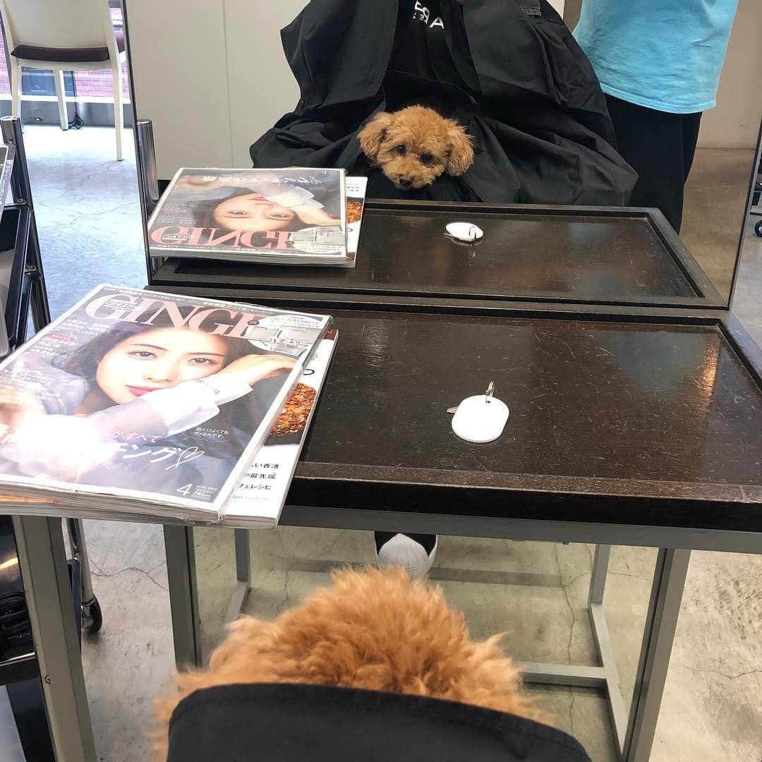 宮崎宣子さんのインスタグラム写真 - (宮崎宣子Instagram)「今日もアロハと美容室💕🐶 朝、寒くて散歩してたら、雨も降ってきたのて、早々に引き上げたので、 一緒に来られて大喜び🐶💕💕 #アロハ便り #アロハと美容室 #犬と美容室 #美容室 #まつげエクステ #ネイルサロン #全部アロハと一緒 #とてもいい子」3月23日 16時33分 - miyazaki_nobuko