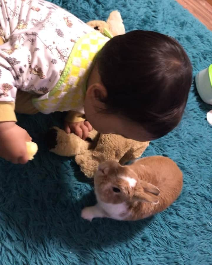 BUNNY?TUNA? のインスタグラム：「2019/3/23👶🏻🐰 りんごが欲しいツナ兄ちゃんと、戸惑う弟😅 . #🍎#なるツナ#りんご#欲しい#見つめ合う2人 #ネザーランドドワーフ#ツナ#TUNA#うさぎ#ふわもこ部#うさぎ部#うさぎのしっぽ#ペット#netherlanddwarf#bunnystagram#rabbit#lapin#cutebunny#bunnylove#bunnies#pet#petgram#rabbitstagram#japan#kawaii#weeklyfluff#cutepetclub#instapets#instabunnies#animallovers @junkuwana55」