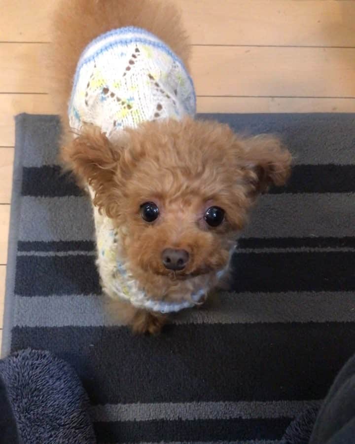 のインスタグラム：「リロと一緒に半日仕事行って、 午後はまったり🐶☺️ ずっと膝に乗っかってます。 降ろすとすぐに抱っこ待ちです😂💦 #プードル#トイプードル#ティーカッププードル#犬#poodle#teacuppoodle#toypoodle#dog#dogstagram#instadog#푸들#caniche#Pudel#貴婦狗#animalsco」