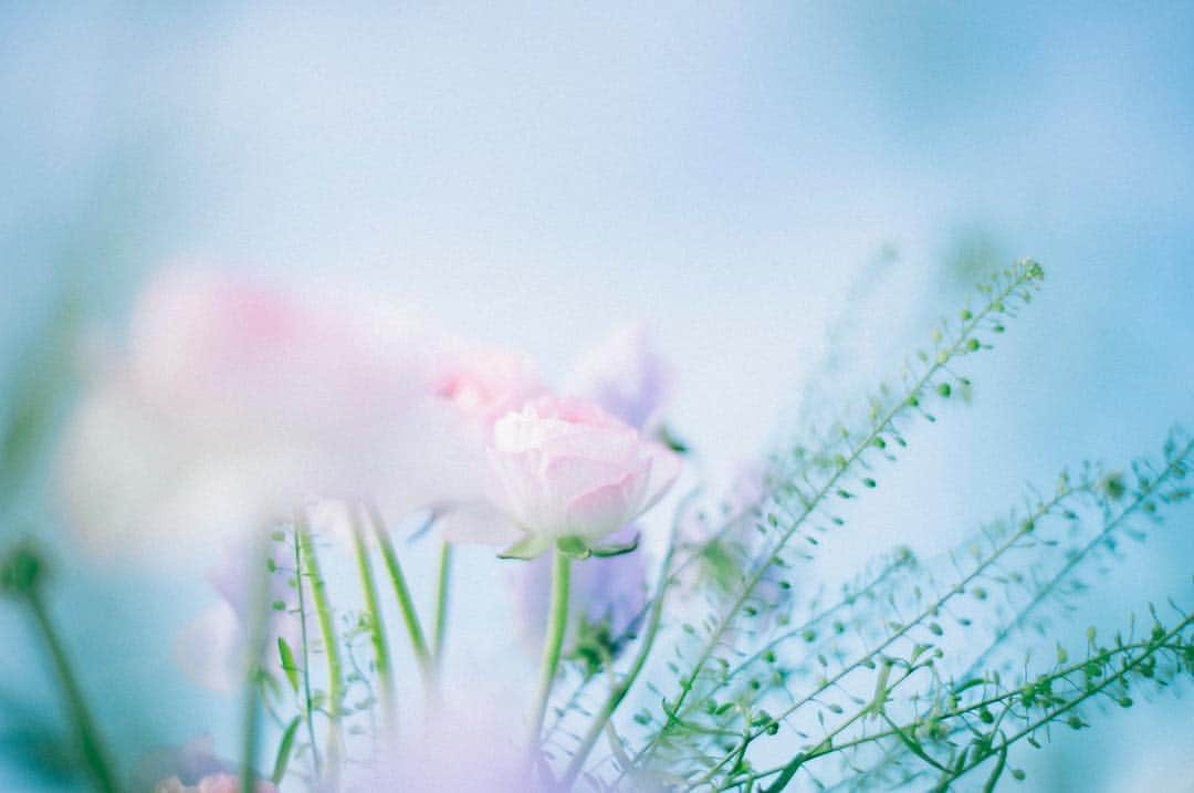 花盛友里さんのインスタグラム写真 - (花盛友里Instagram)「お花ってほんと大好き 花盛だけに！  撮影でたくさんのお花に出会えるのほんとうに感謝やなー」3月23日 8時10分 - yurihanamori