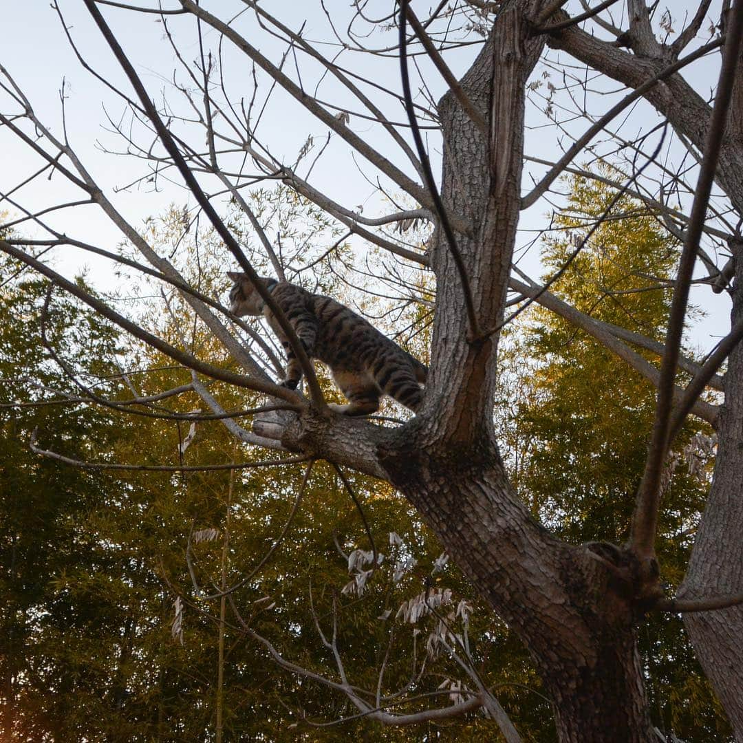 やふさんのインスタグラム写真 - (やふInstagram)「見てるほうが怖い高さ . #cat #neko #catlovers #catsofinstagram #catstagram #instacat #猫 #ねこ #ネコ #保護猫 #新吉」3月23日 8時15分 - kyafy